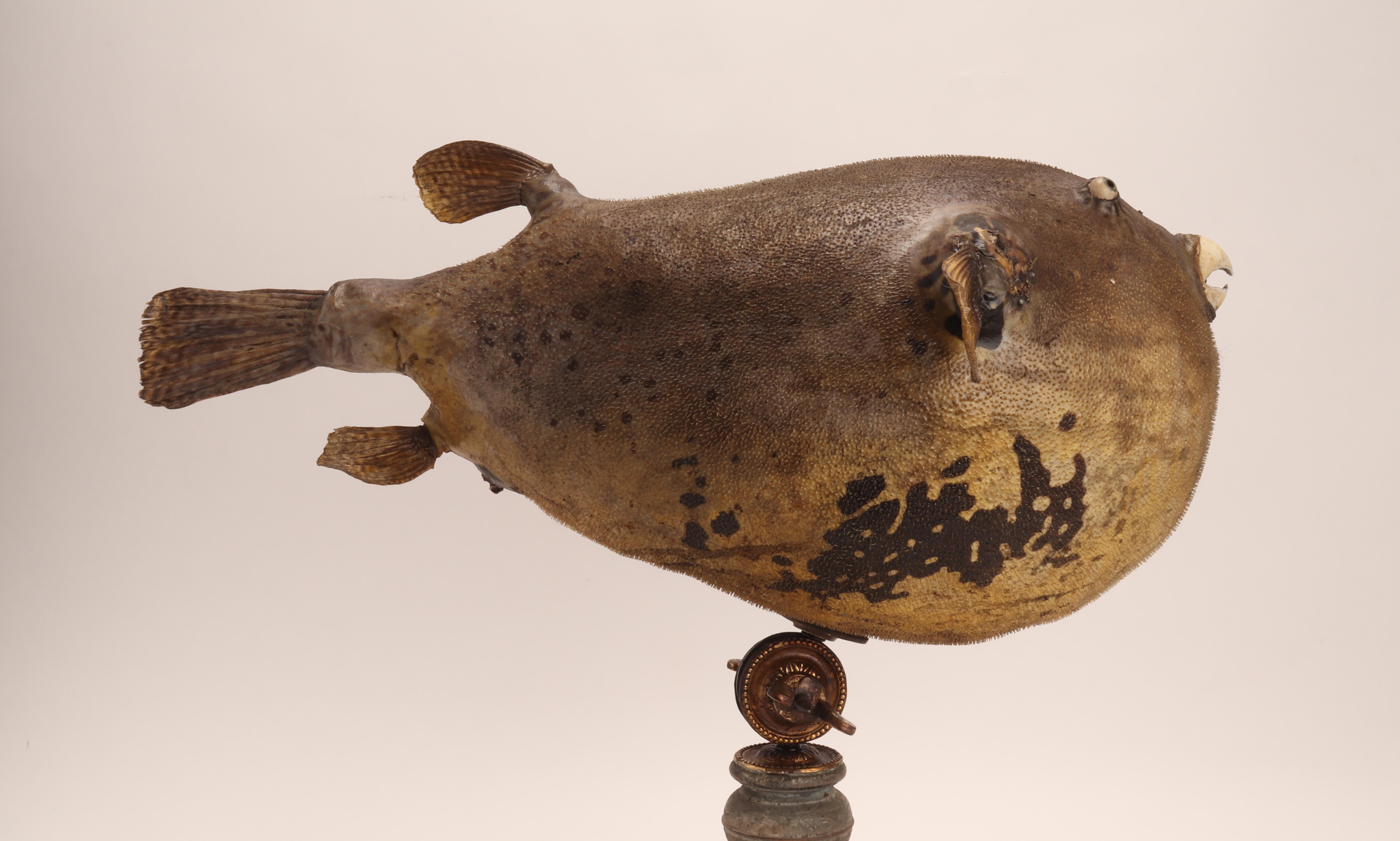 Marine Specimen a Puffer Fish, Italy, 1870 In Excellent Condition For Sale In Milan, IT