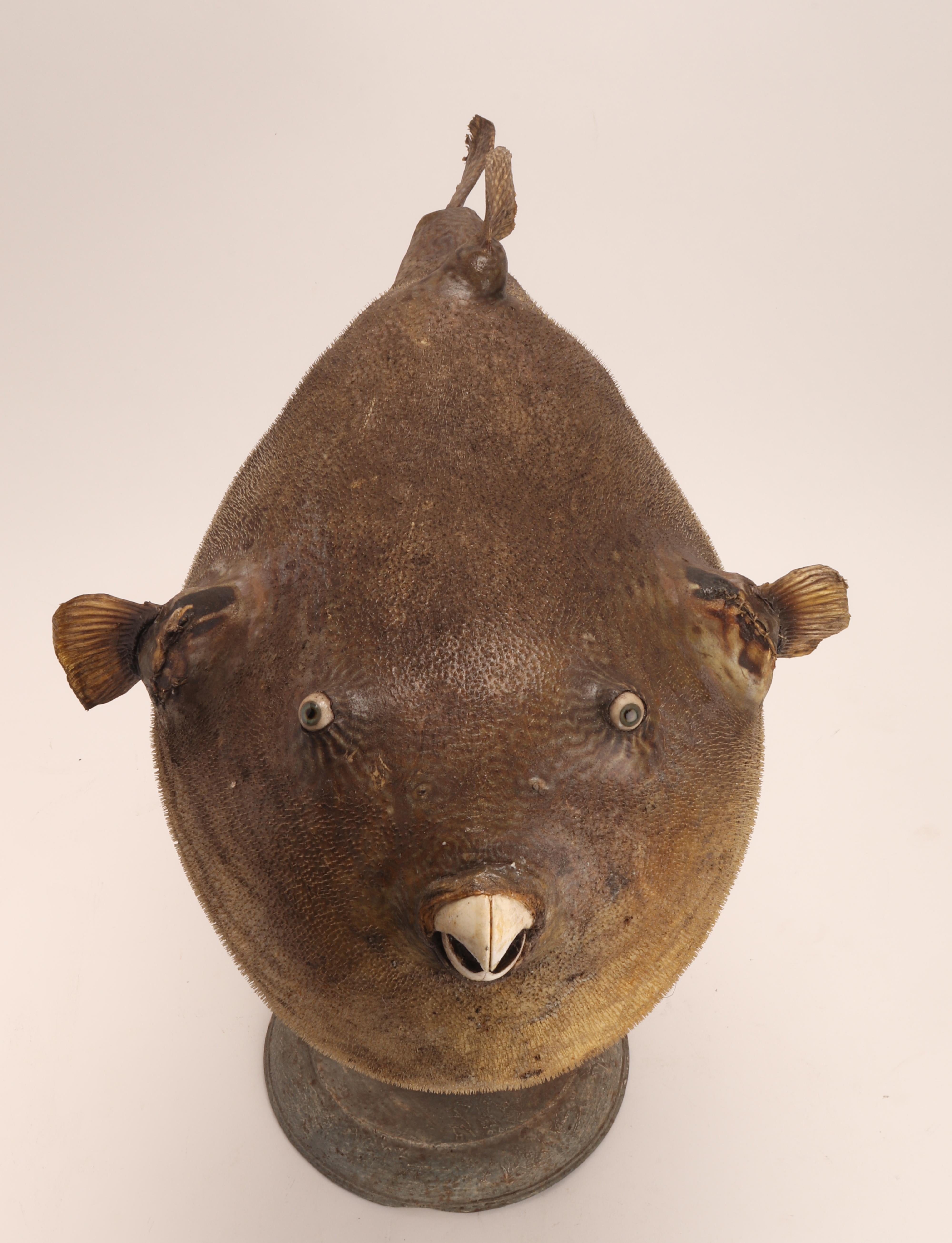 Late 19th Century Marine Specimen a Puffer Fish, Italy, 1870 For Sale