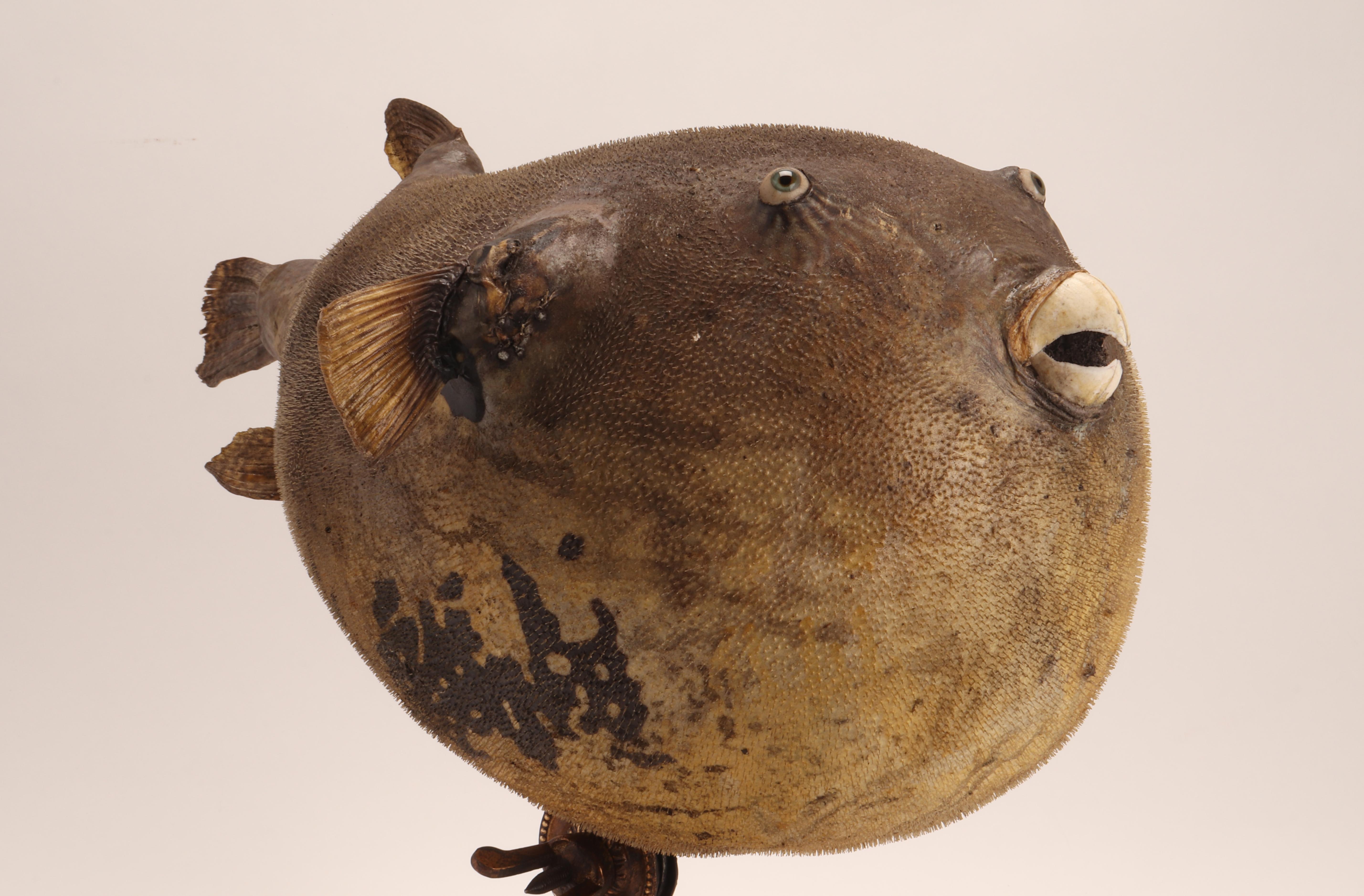 Brass Marine Specimen a Puffer Fish, Italy, 1870 For Sale