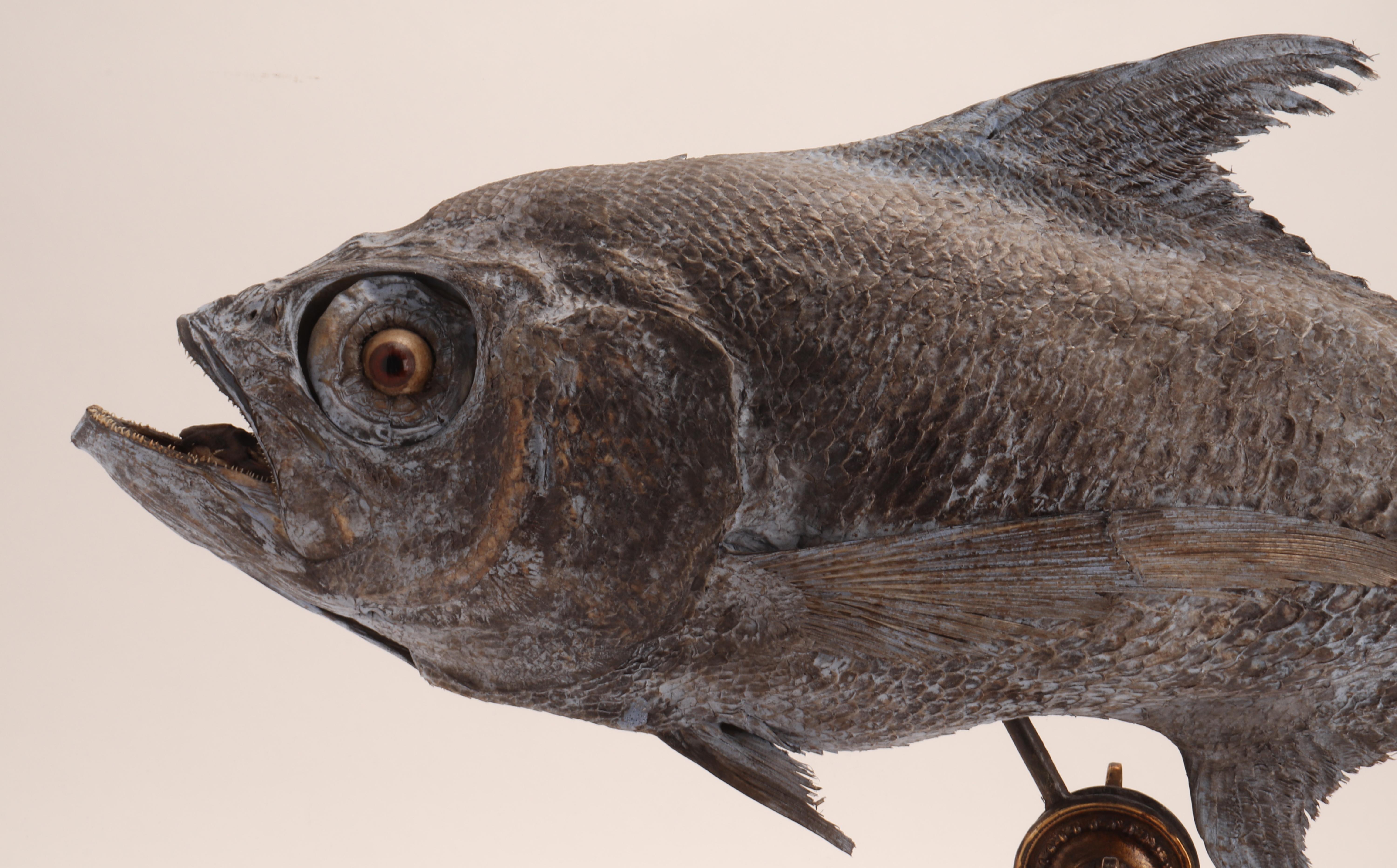 A Marine Specimen a Sickle Pomfret Fish, Italy 1870 For Sale 2