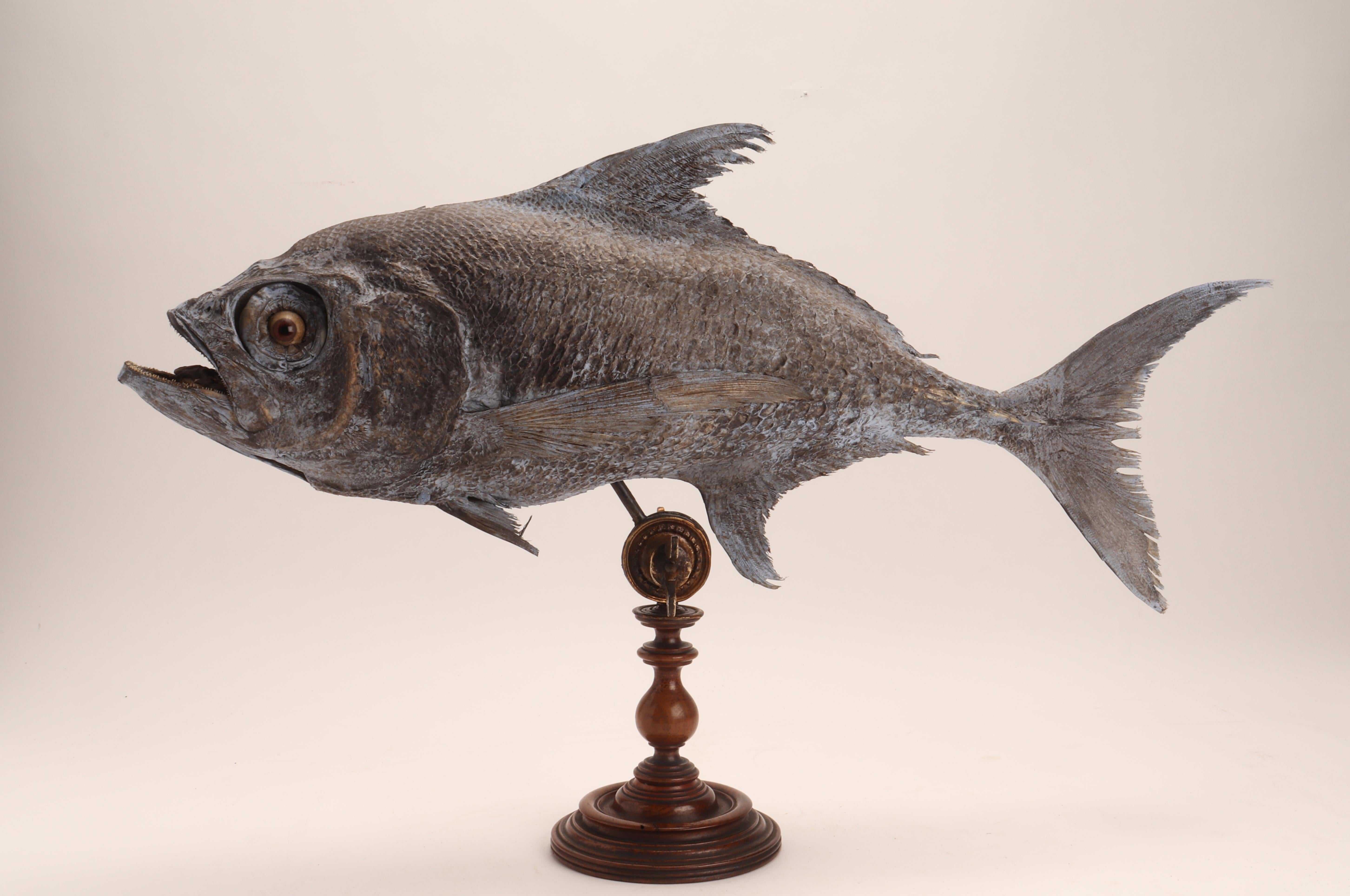 Taxidermy marine natural Wunderkammer specimen, embalmed sickle pomfret (Familia: Bramidae. Genus: Taractes. Species: Rubescens). The Specimen is stuffed and mounted over a laquered wooden base with brass joint to adjust the inclination, gray color.