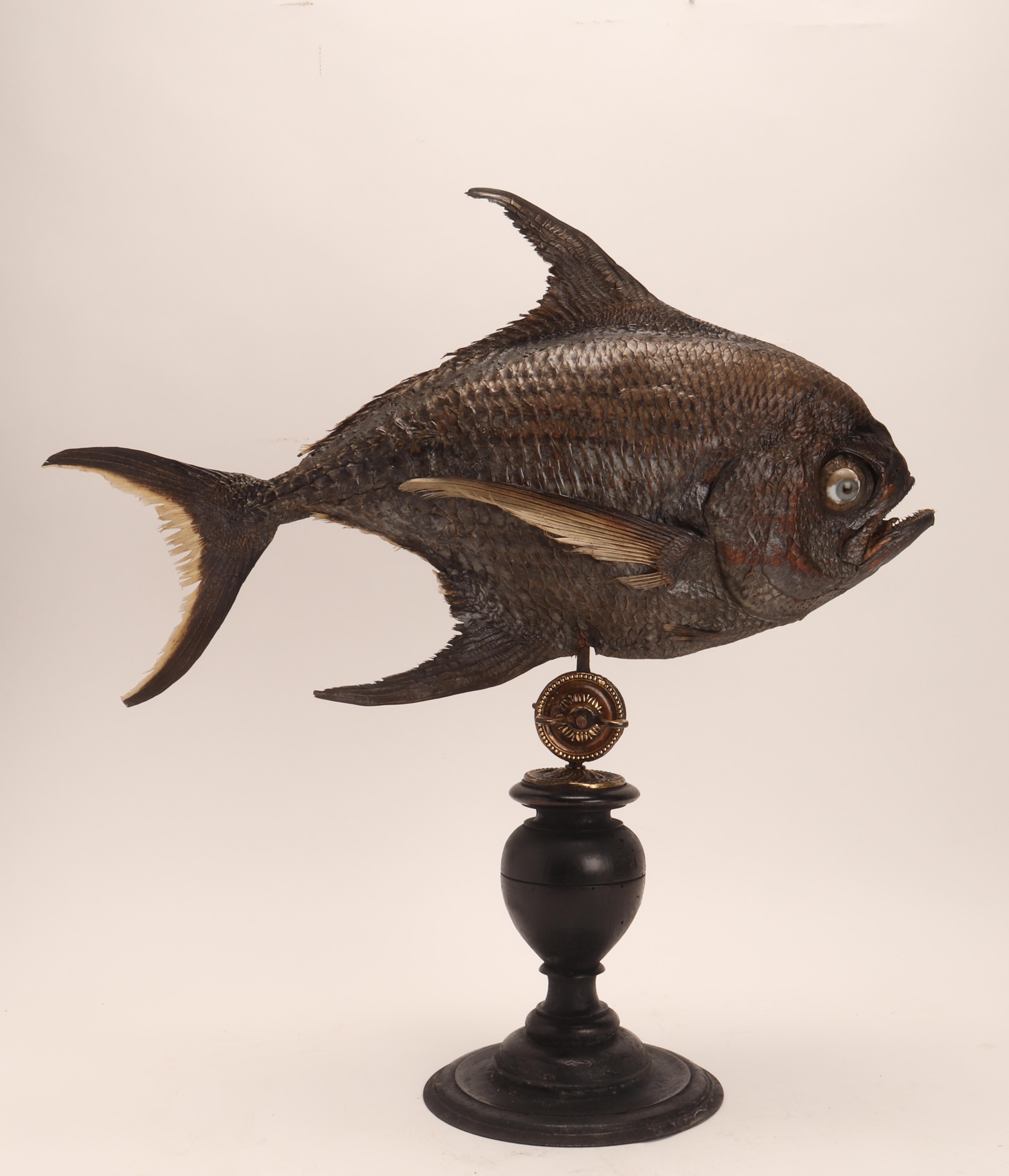 Taxidermy marine natural Wunderkammer specimen, embalmed sickle pomfret (Familia: Bramidae. Genus: Taractichthys. Species: Steindachneri). The Specimen is stuffed and mounted over a base that rotates 360 degrees on its own axis and tilts and locked