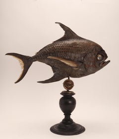 Marine Specimen a Sickle Pomfret Fish, Italy, 1870