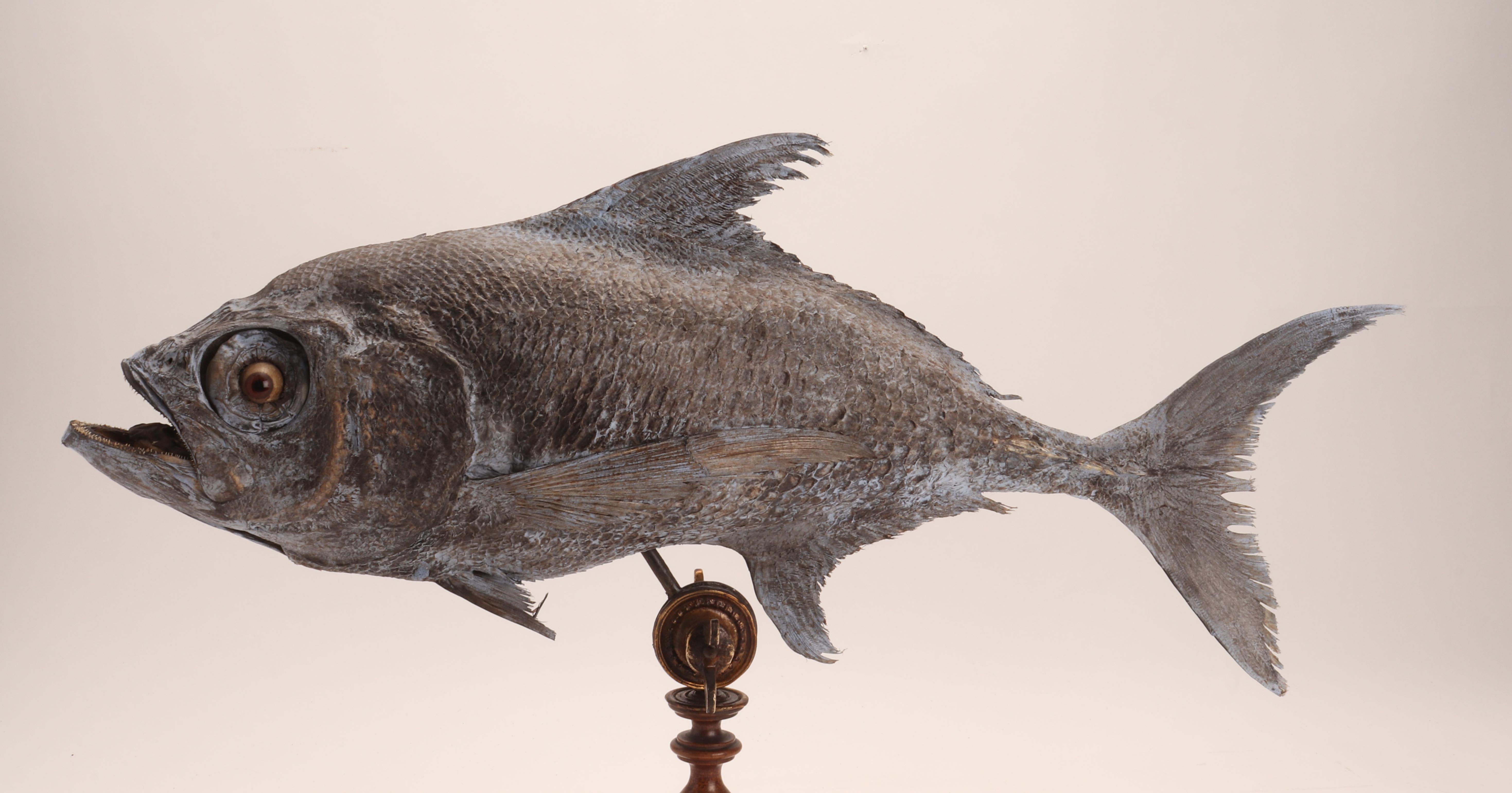 Ein Marine-Exemplar eines Sickle Pomfret-Fischs aus Sizilien, Italien 1870 (Italienisch) im Angebot