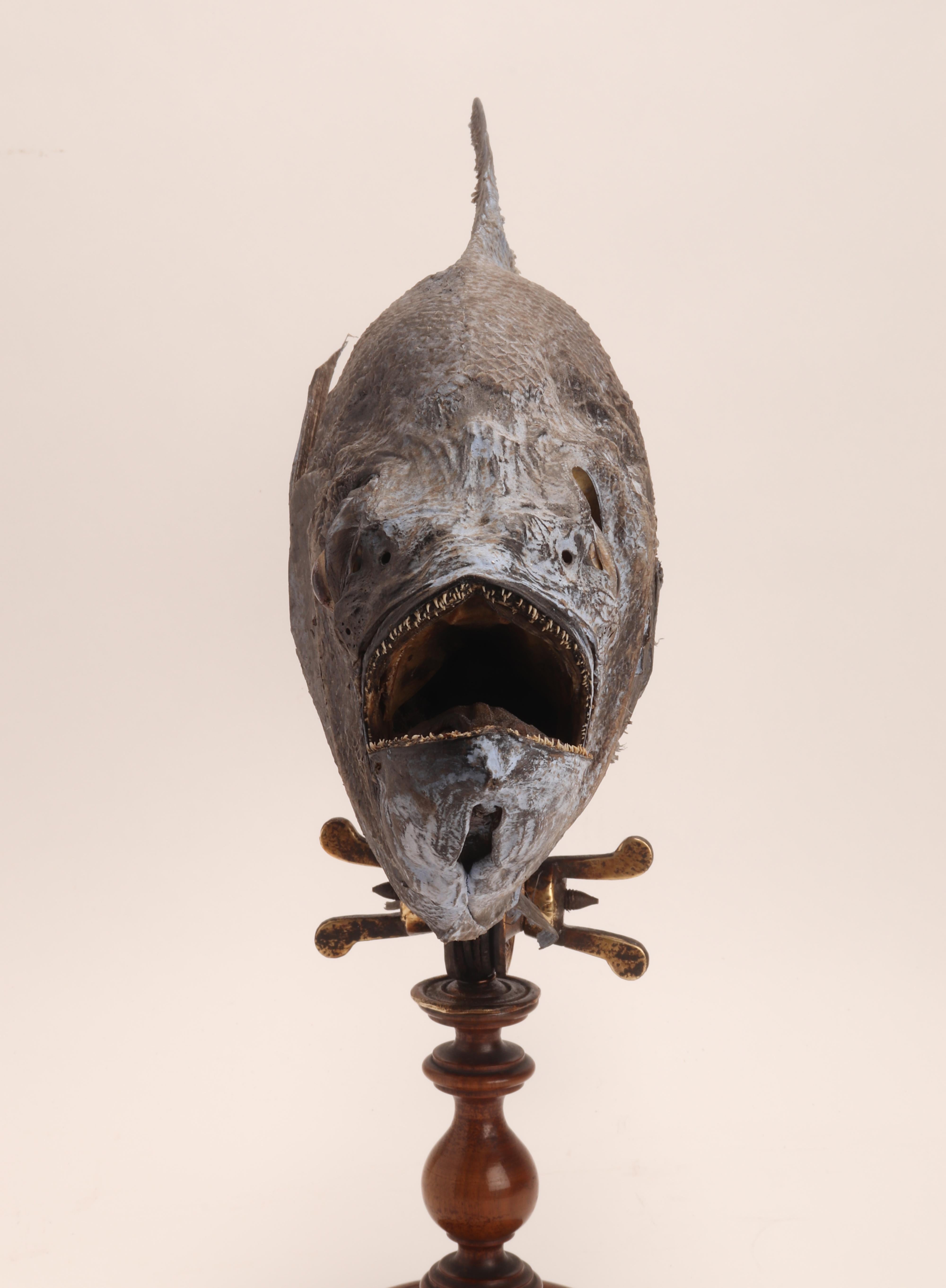 Ein Marine-Exemplar eines Sickle Pomfret-Fischs aus Sizilien, Italien 1870 im Zustand „Hervorragend“ im Angebot in Milan, IT