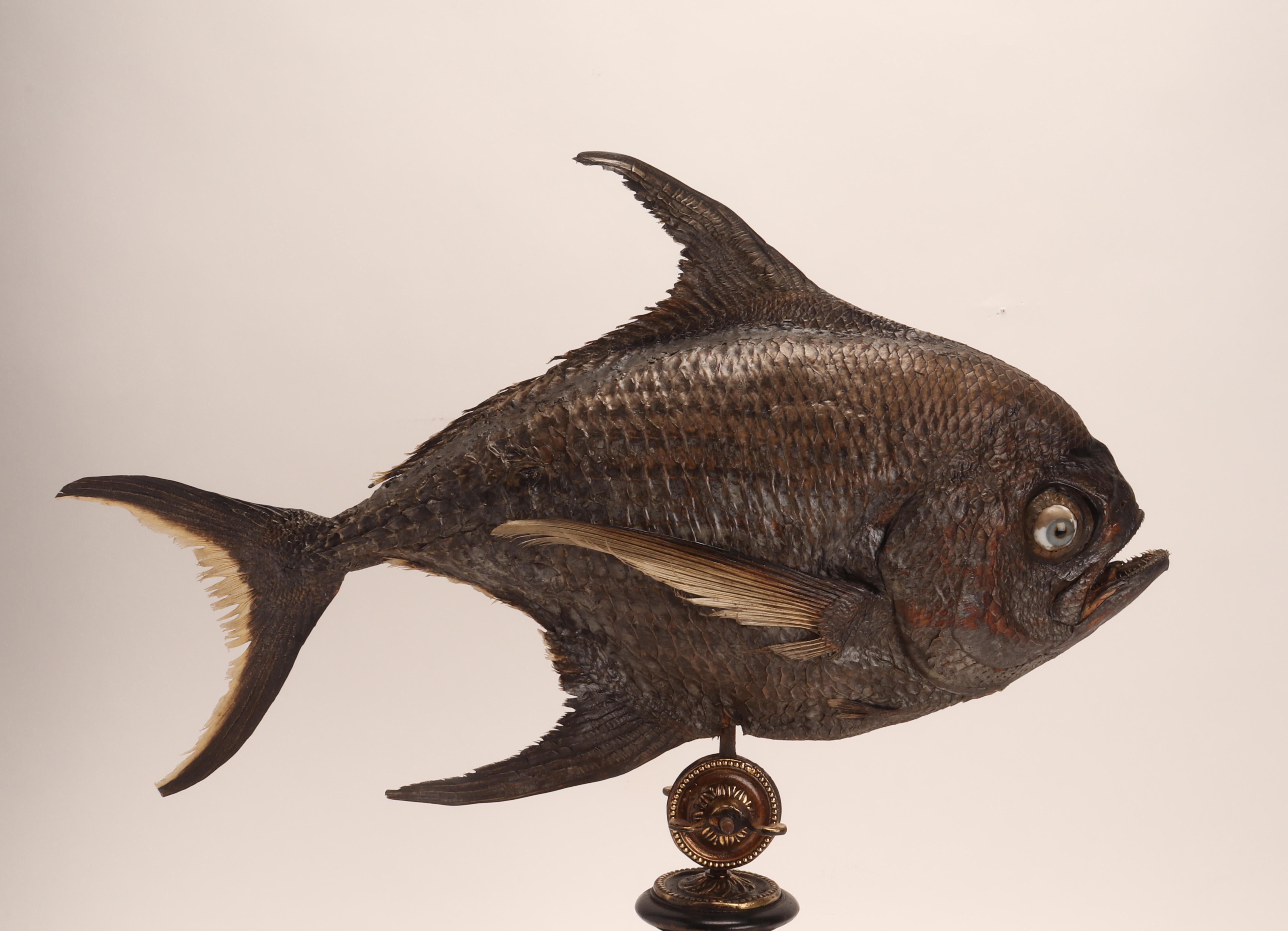 Marine-Marine-Exemplar eines Sickle- Pomfret-Fischs, Italien, 1870 im Zustand „Hervorragend“ im Angebot in Milan, IT