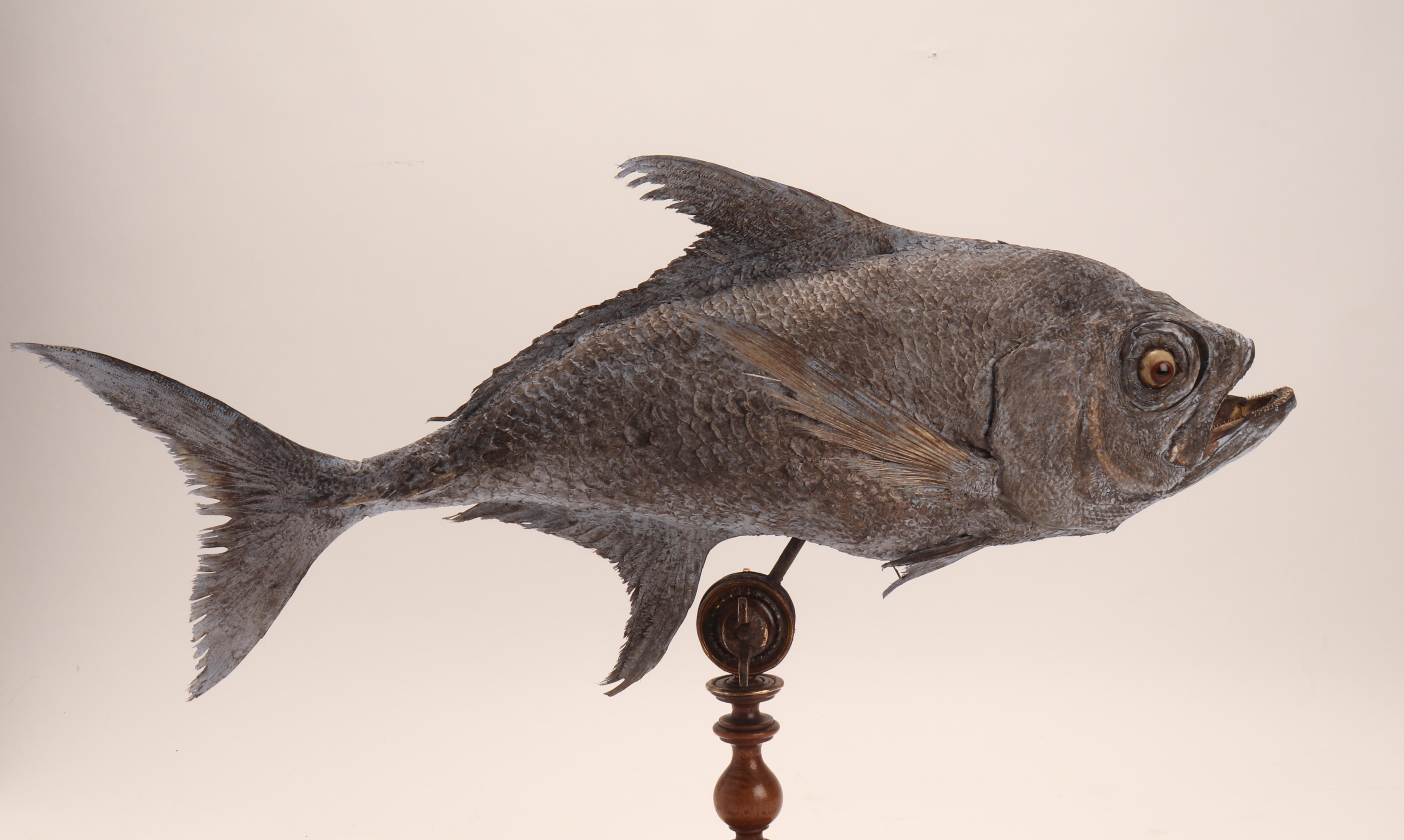 Ein Marine-Exemplar eines Sickle Pomfret-Fischs aus Sizilien, Italien 1870 (Spätes 19. Jahrhundert) im Angebot