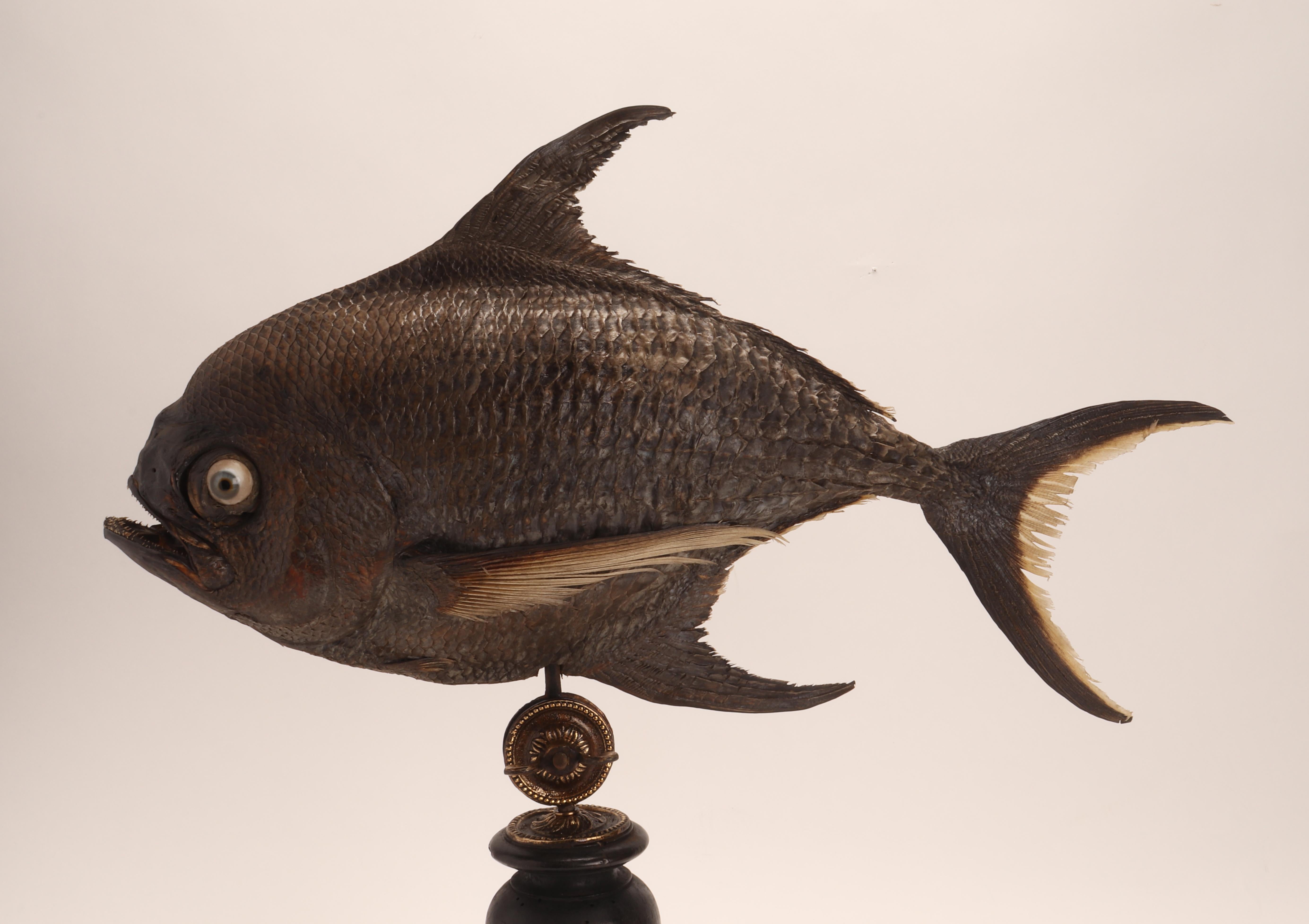 Marine-Marine-Exemplar eines Sickle- Pomfret-Fischs, Italien, 1870 (Spätes 19. Jahrhundert) im Angebot