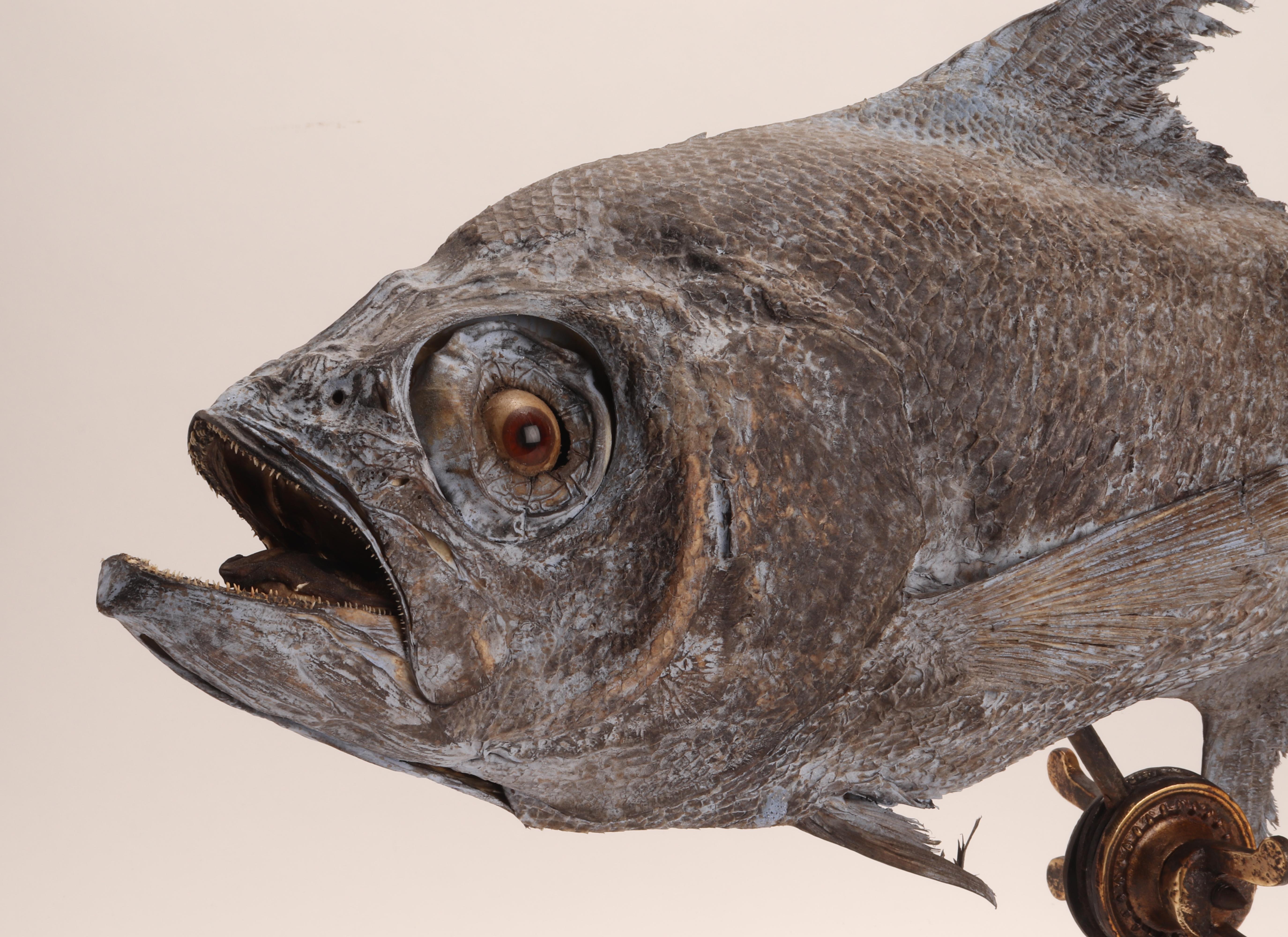 A Marine Specimen a Sickle Pomfret Fish, Italy 1870 In Excellent Condition For Sale In Milan, IT