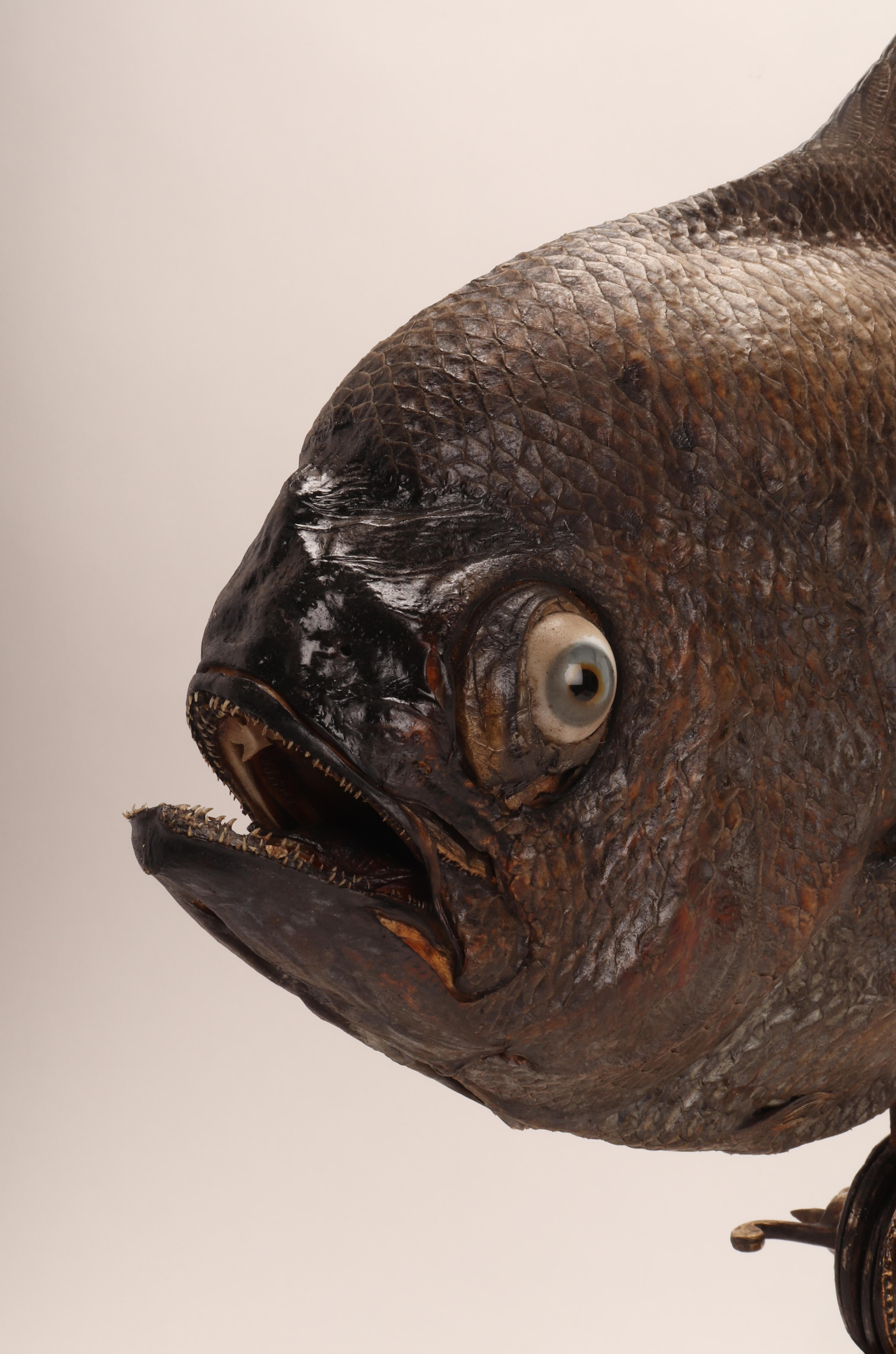 Marine Specimen a Sickle Pomfret Fish, Italy, 1870 In Excellent Condition For Sale In Milan, IT