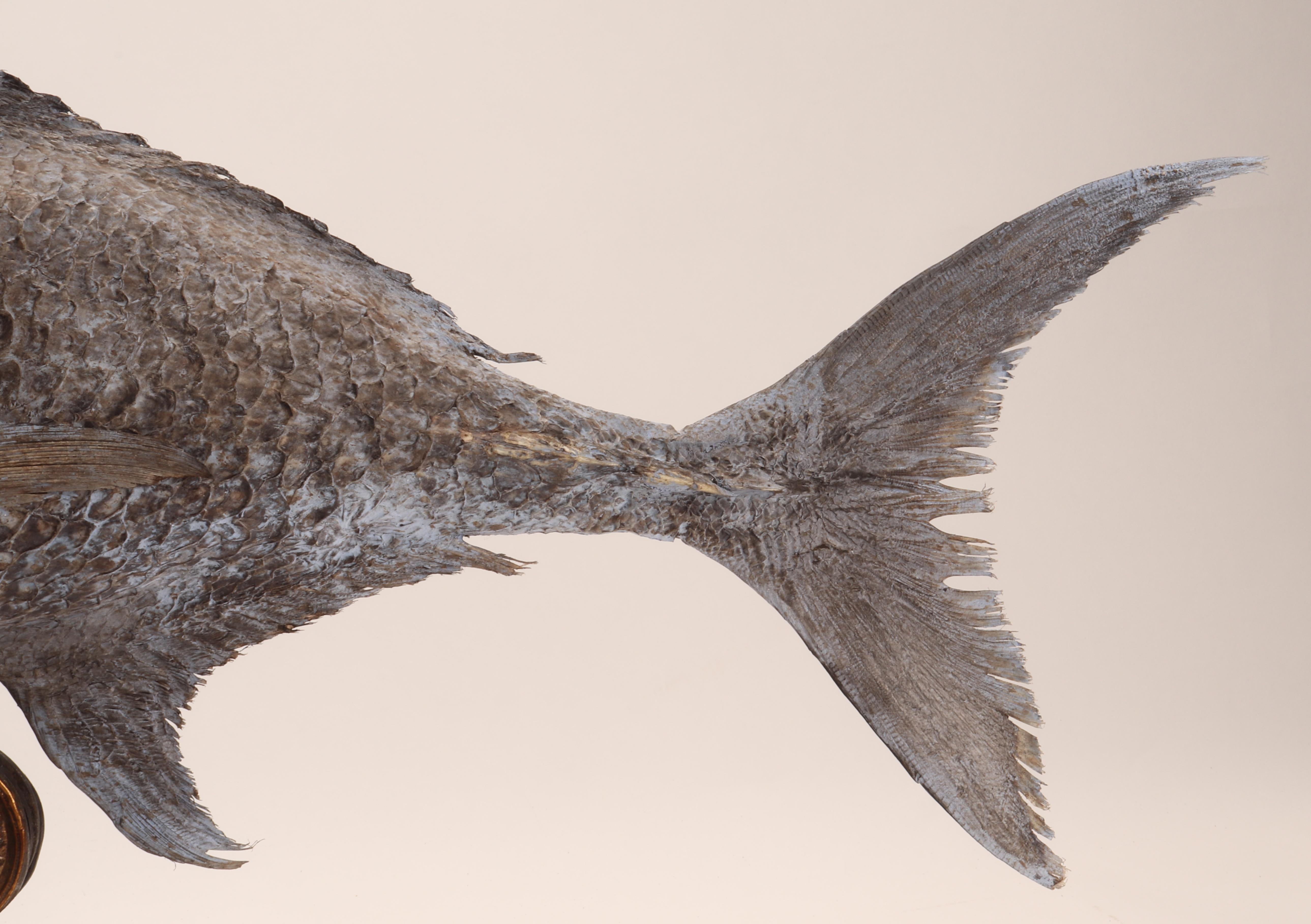 Late 19th Century A Marine Specimen a Sickle Pomfret Fish, Italy 1870 For Sale