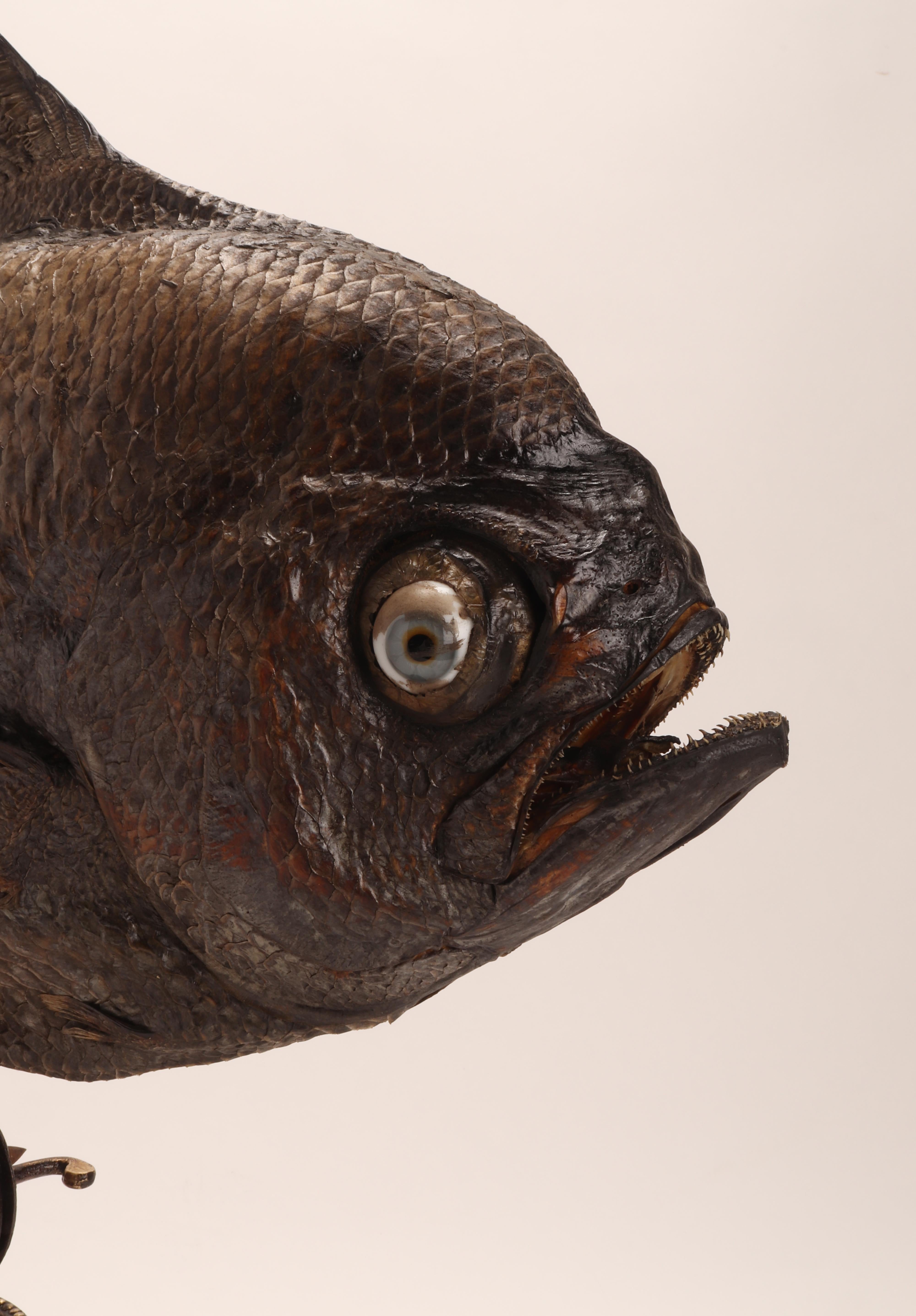 Late 19th Century Marine Specimen a Sickle Pomfret Fish, Italy, 1870 For Sale