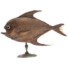 Marine Specimen, a Sickle Pomfret, Italy, 1880