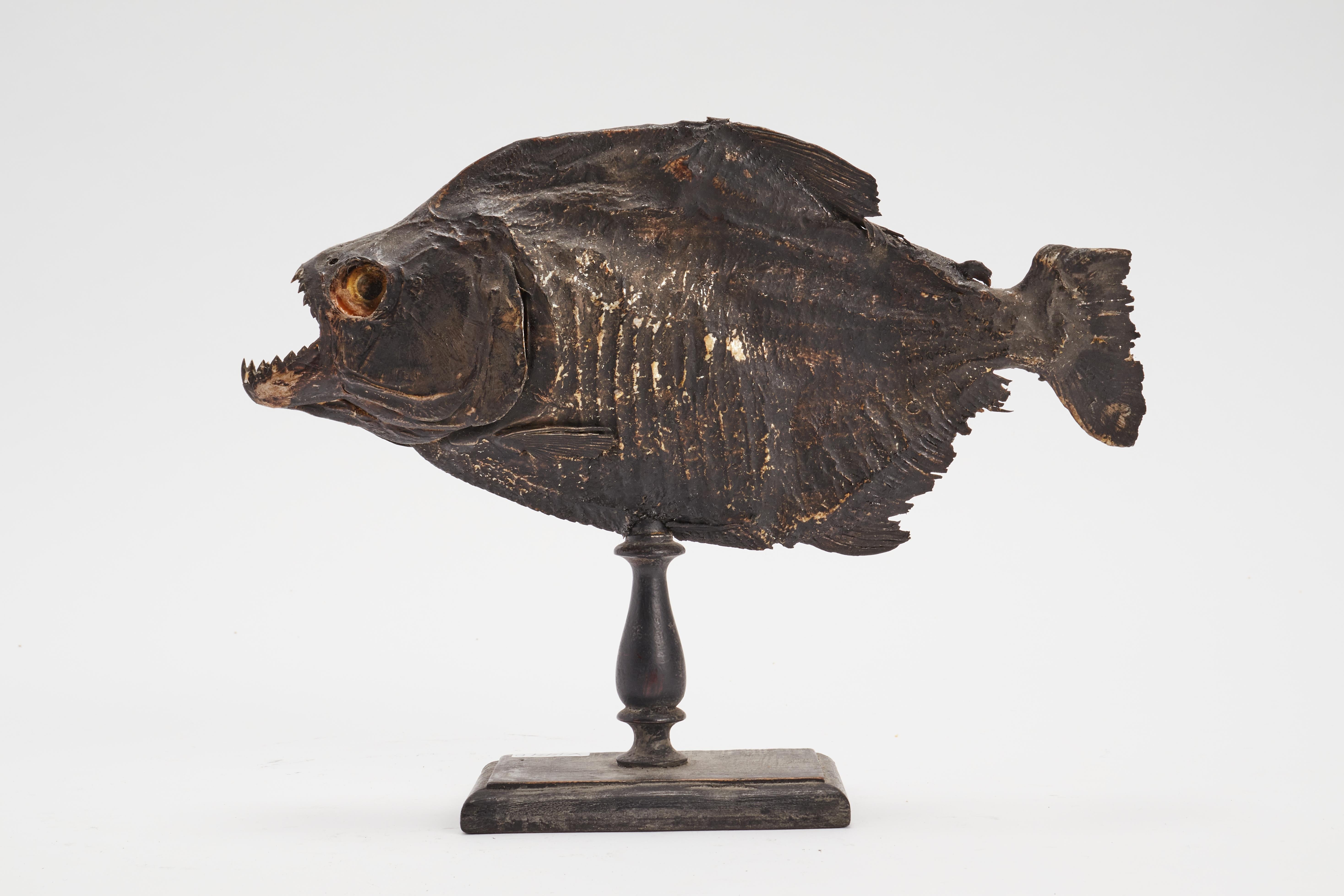 Taxidermy marine natural Wunderkammer specimen, embalmed Piranha fishes (Serrasalmus Brandtii). The Specimen is stuffed and mounted over a lacquered wooden base black color, Italy, circa 1880.