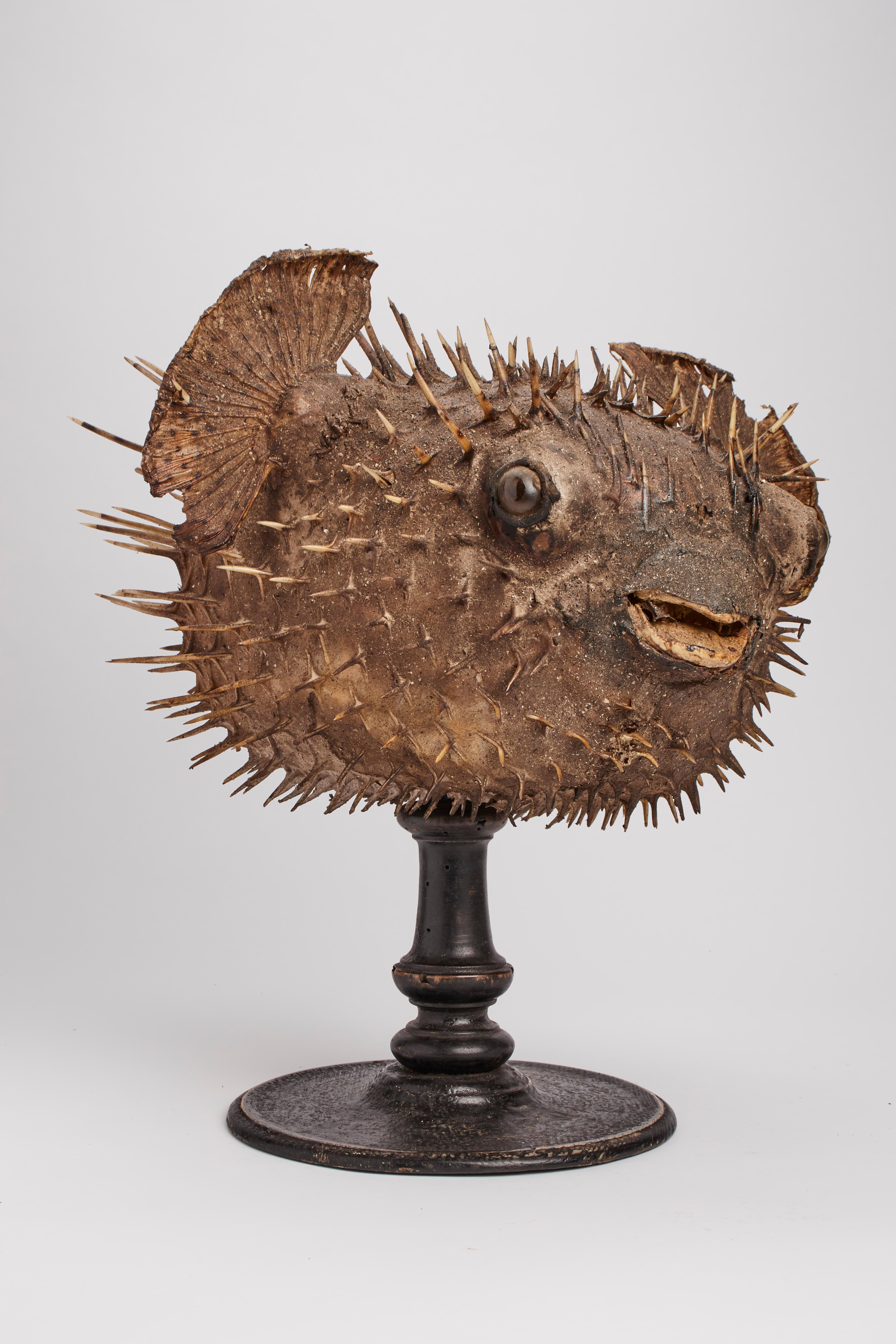 Taxidermy marine natural Wunderkammer specimen, the common porcupinefish (Tetrodon Cutcutia). The Specimen is stuffed and mounted over around a dark wooden base. Sulfur glass eyes, Italy, circa1880.