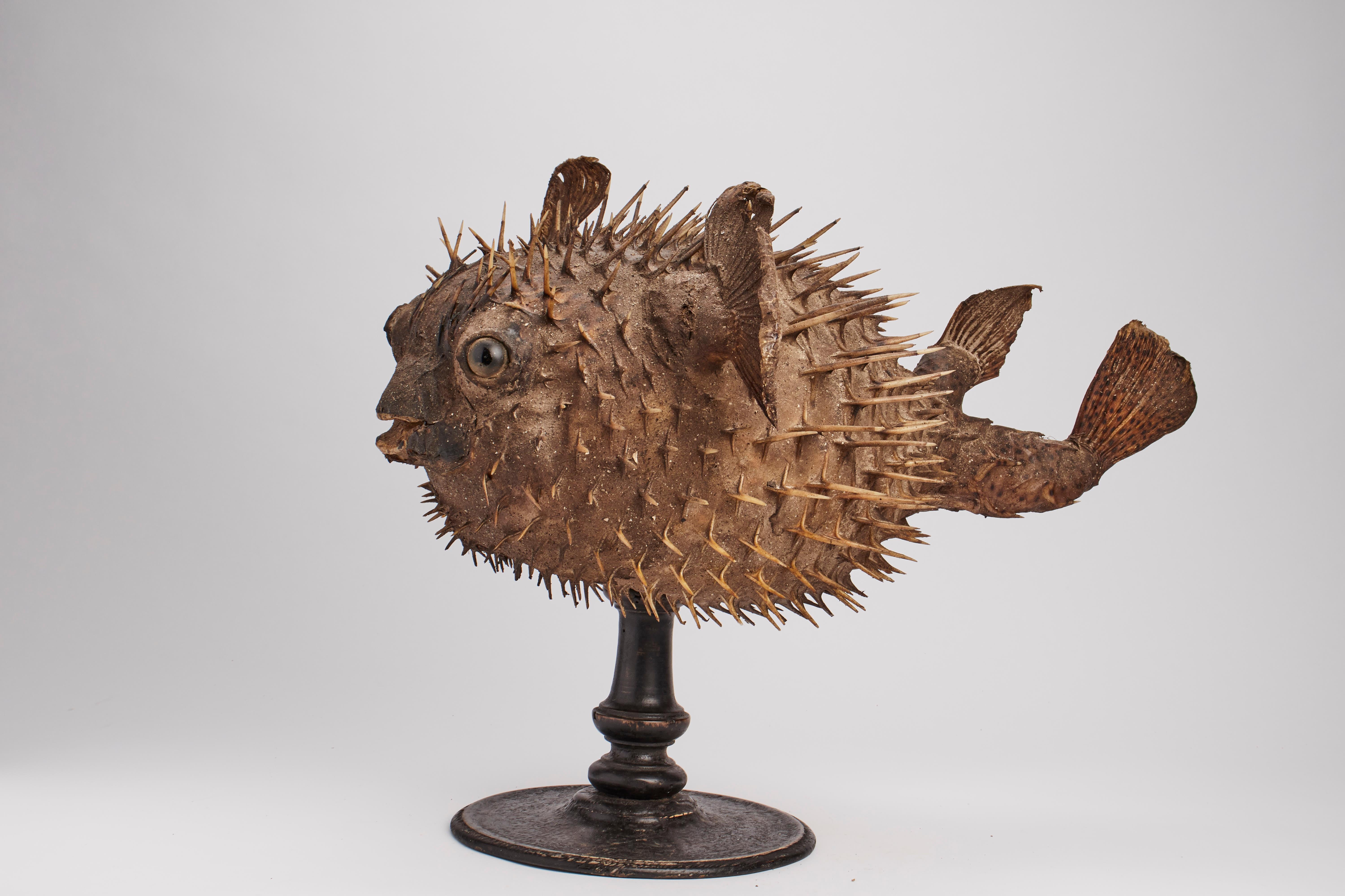 A Marine Specimen A Taxidermy Porcupinefish, Italy, 1880 In Good Condition In Milan, IT