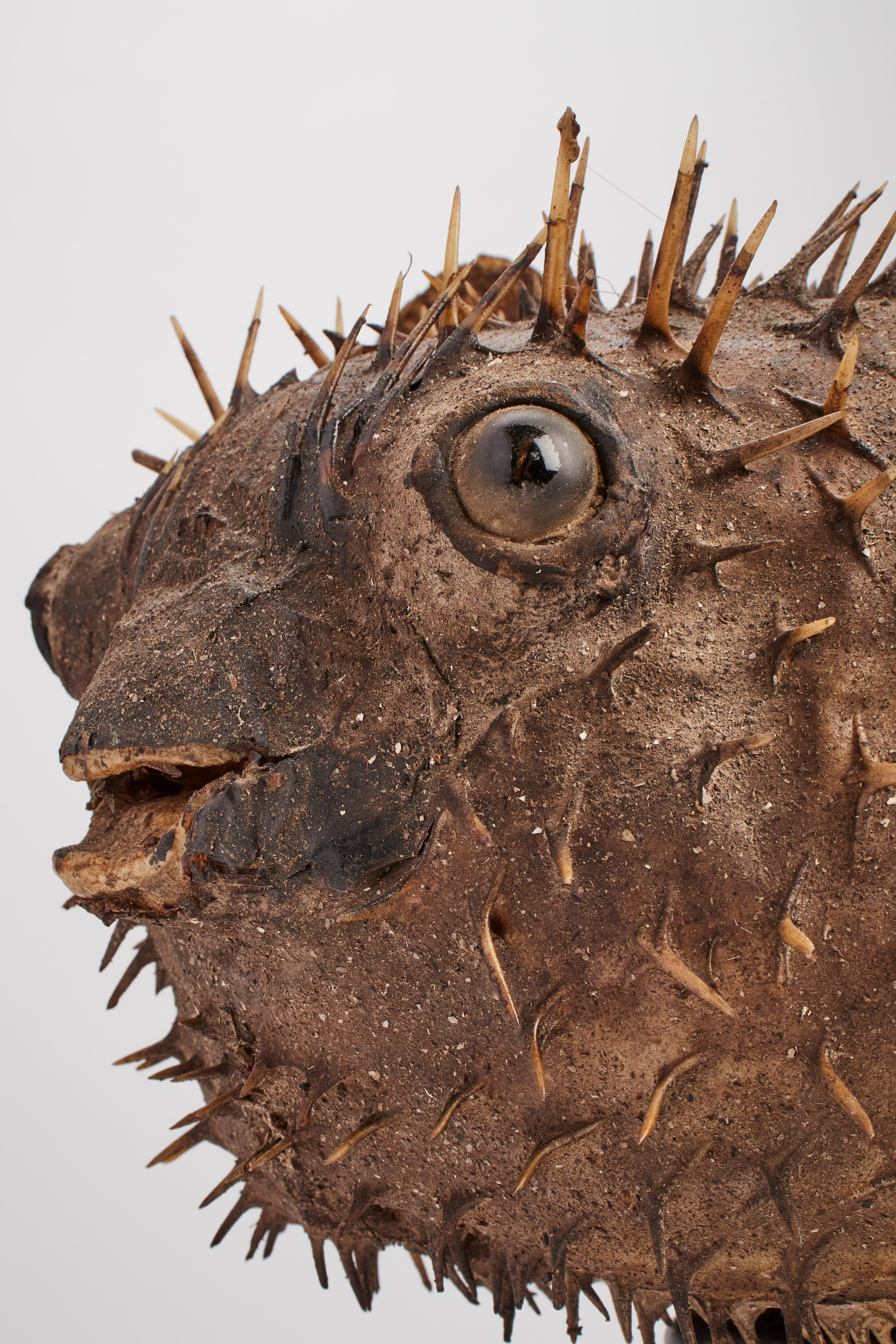 Late 19th Century A Marine Specimen A Taxidermy Porcupinefish, Italy, 1880