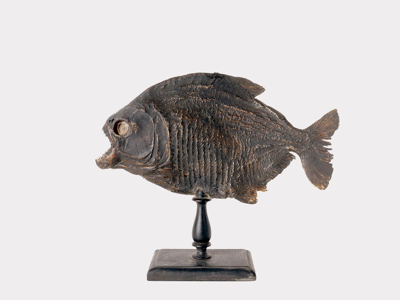 Taxodermie marine spécimen naturel de la Wunderkammer, poissons Piranha embaumés (Serrasalmus Brandtii). Le spécimen est empaillé et monté sur un socle en bois laqué de couleur noire. Italie vers 1880.