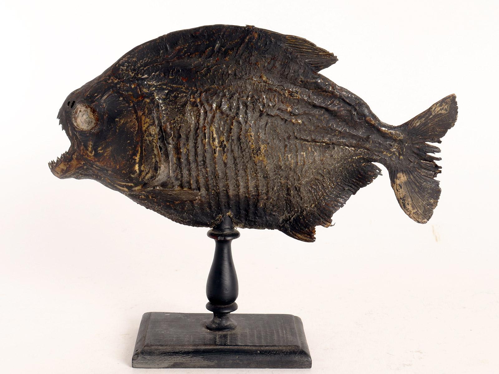 italien Un spécimen marin : le poisson piranha, Italie 1880. en vente