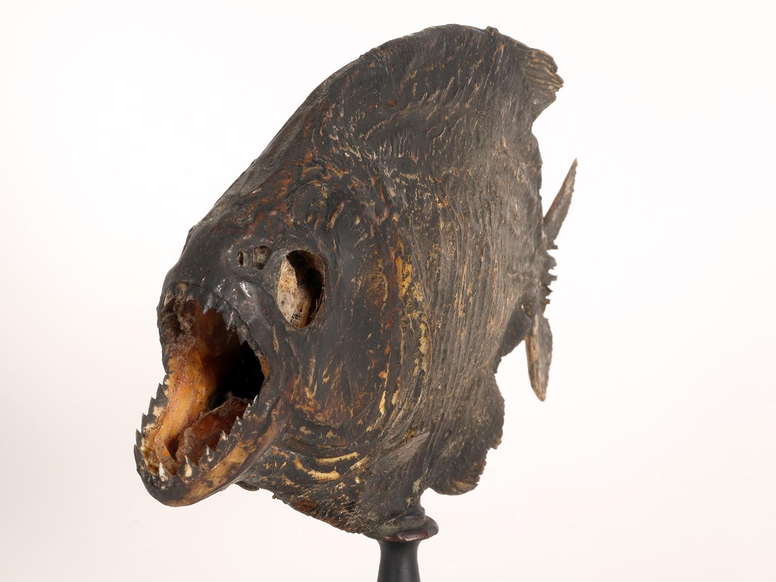 Un spécimen marin : le poisson piranha, Italie 1880. Bon état - En vente à Milan, IT