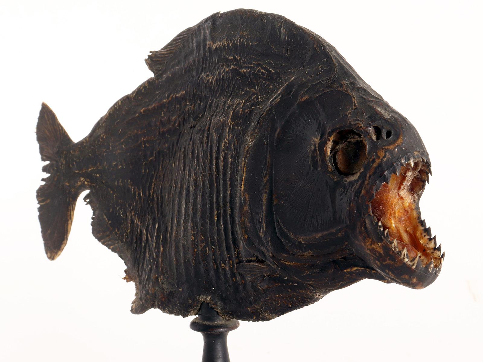 XIXe siècle Un spécimen marin : le poisson piranha, Italie 1880. en vente
