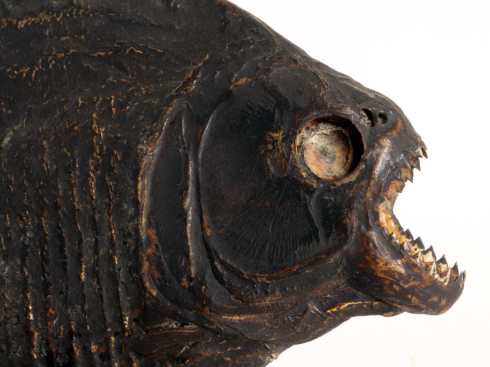 Un spécimen marin : le poisson piranha, Italie 1880. en vente 2