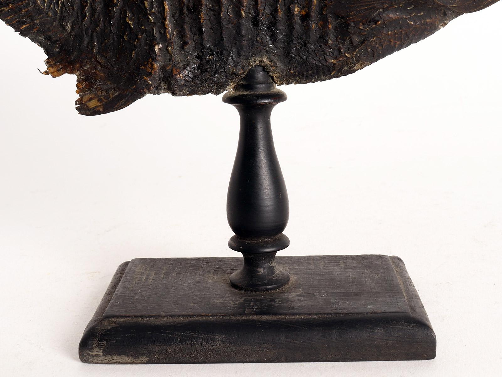 Un spécimen marin : le poisson piranha, Italie 1880. en vente 3