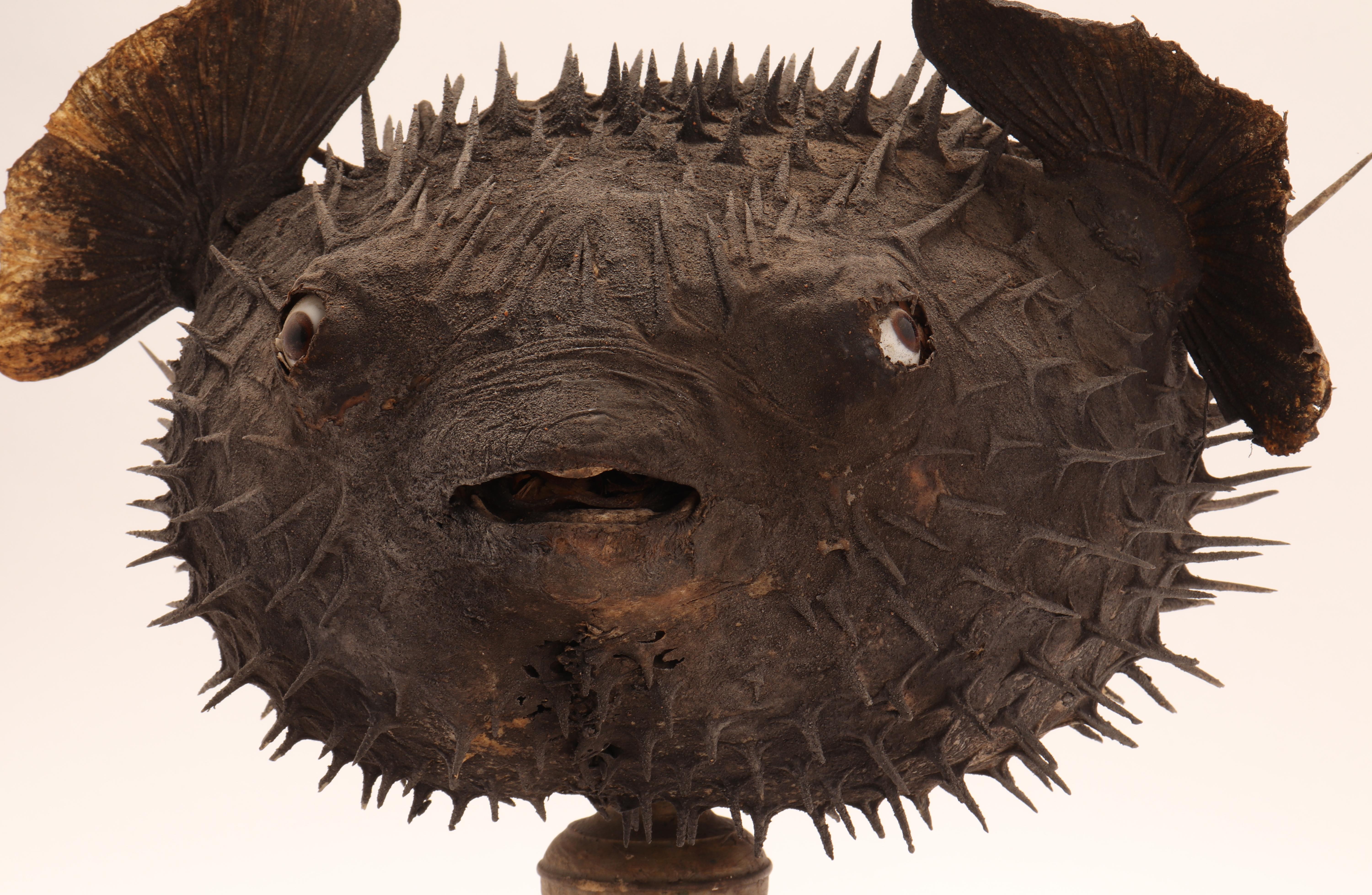 Marine Specimen the Porcupine Fish, Italy, 1870 3