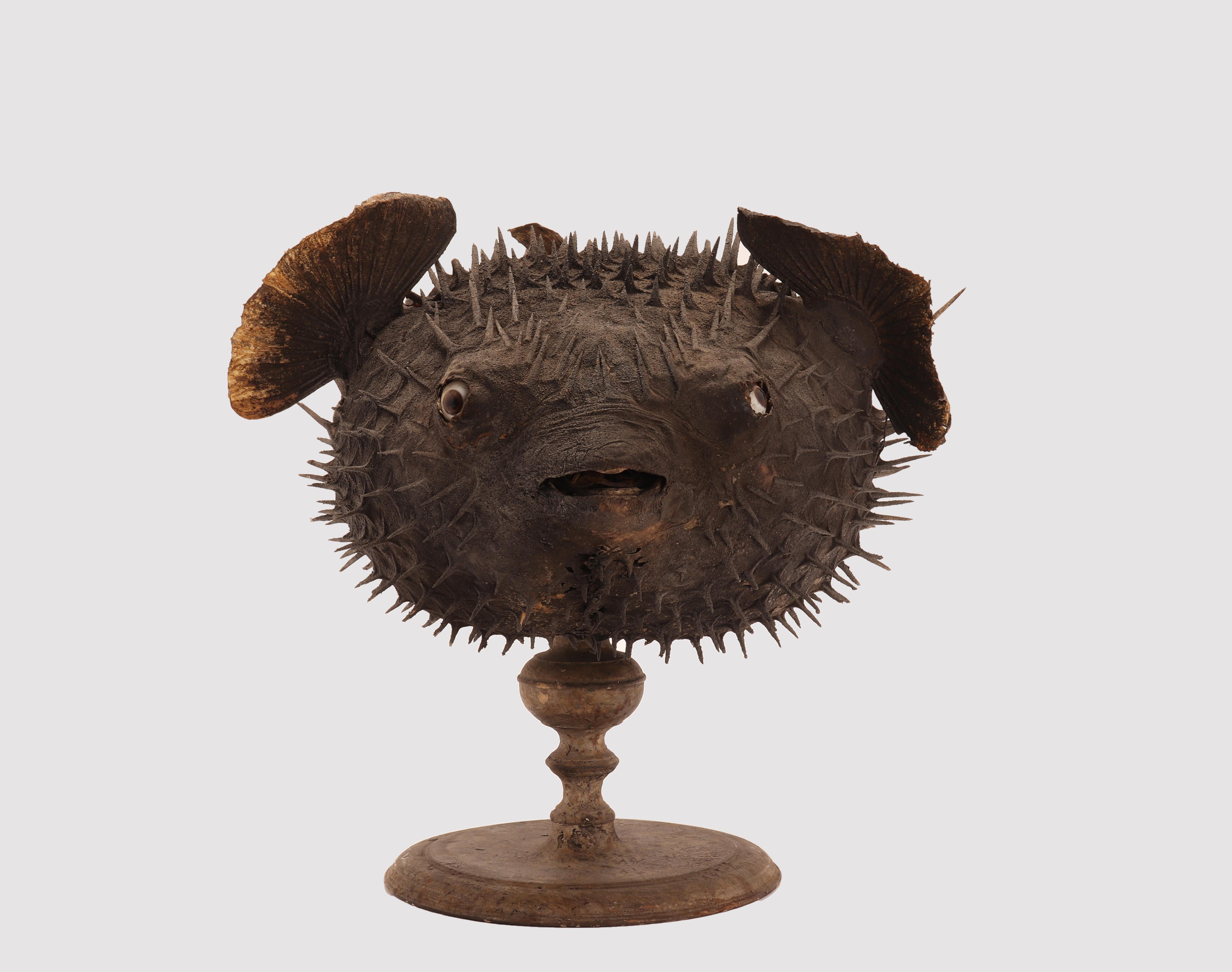 Taxidermy marine natural Wunderkammer specimen, the common porcupine fish (Tetrodon Cutcutia). The Specimen is stuffed and mounted over a round dark wooden base. Sulphur glass eyes. Italy circa 1870.