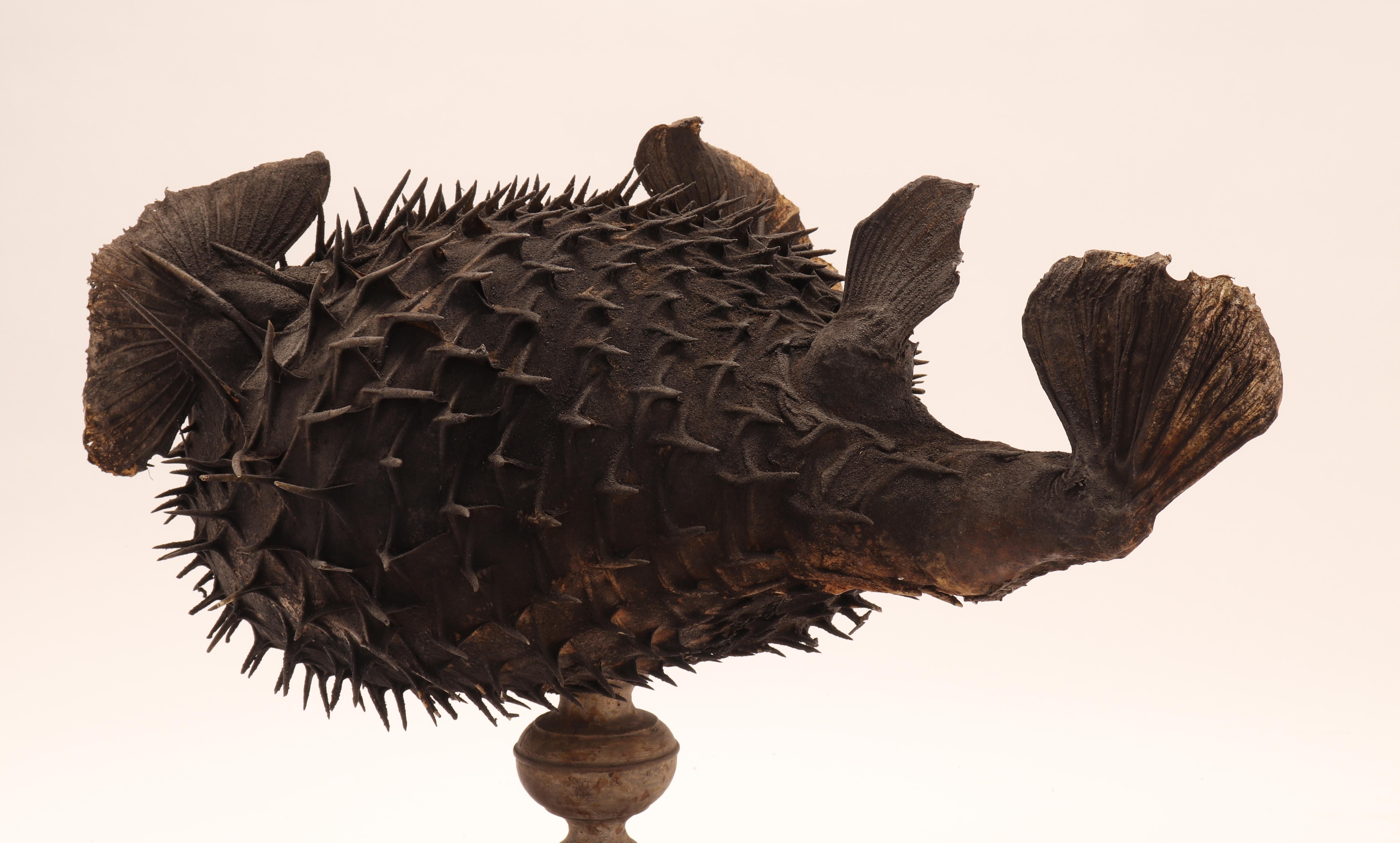 Marine Specimen the Porcupine Fish, Italy, 1870 In Excellent Condition In Milan, IT