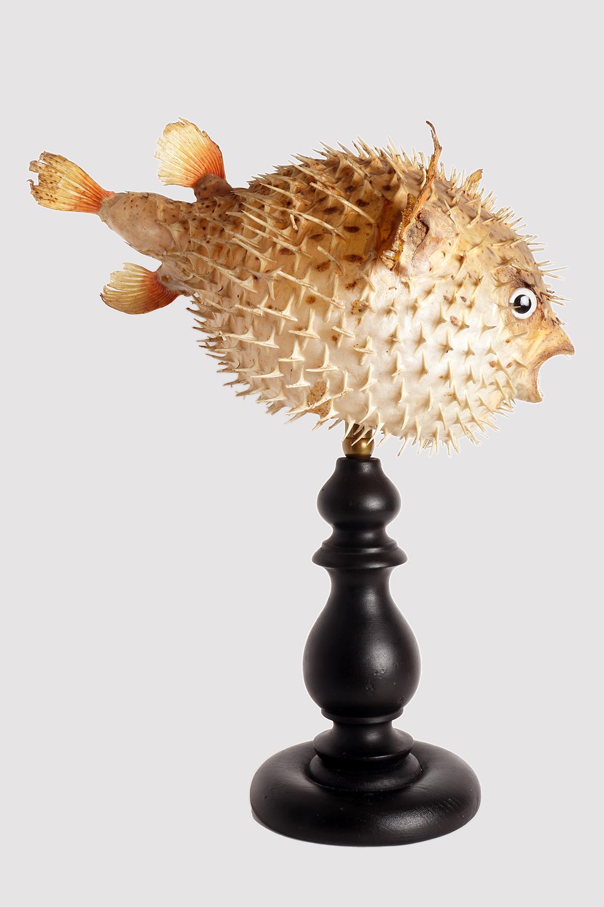 Taxidermy marine natural Wunderkammer specimen, the common porcupine fish (Tetrodon Cutcutia). The Specimen is stuffed and mounted over a round fruitwooden base black color. Sulphur glass eyes. Italy circa 1880.