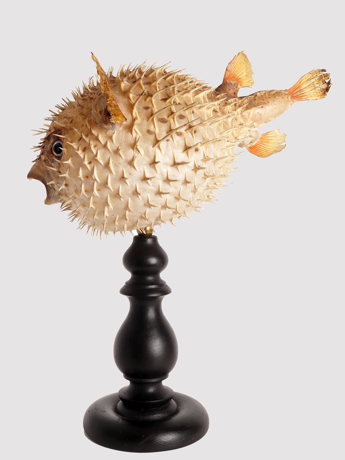 puffer fish lamp