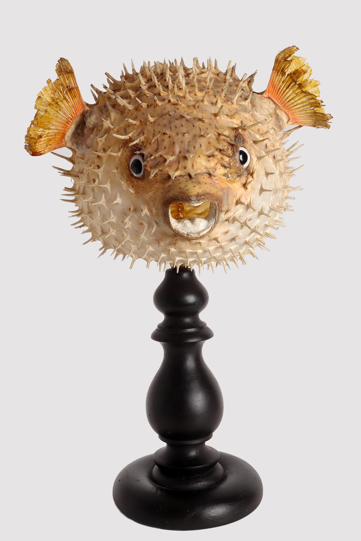 Taxidermy marine natural Wunderkammer specimen, the common porcupine fish (Tetrodon Cutcutia). The Specimen is stuffed and mounted over a round fruitwooden base black color. Sulphur glass eyes. Italy end of 19th century.
