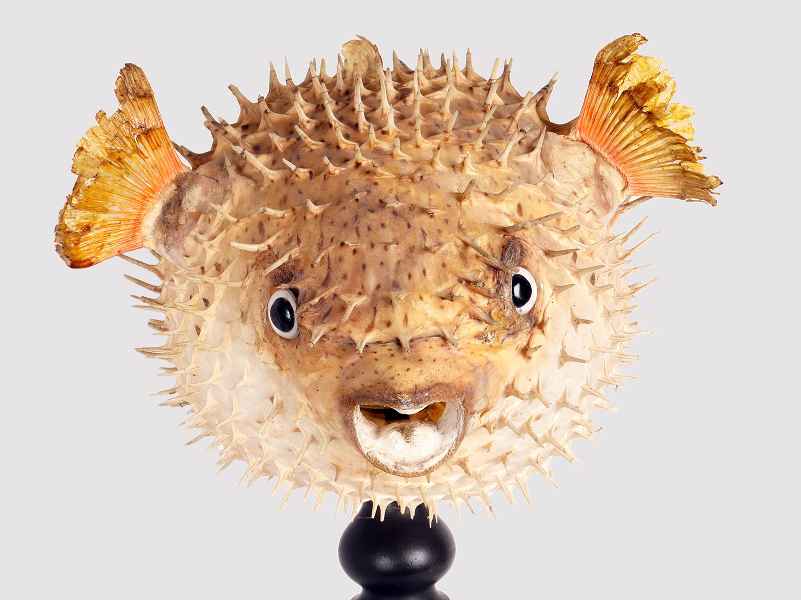 Fruitwood A marine specimen: the porcupine fish, Italy end of 19th century. For Sale