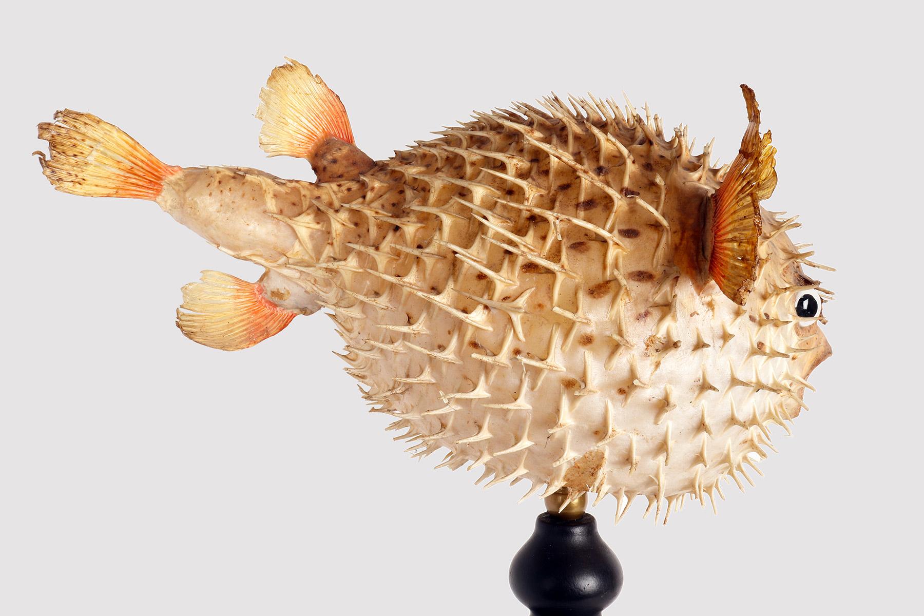 A marine specimen: the porcupine fish, Italy end of 19th century. For Sale 1