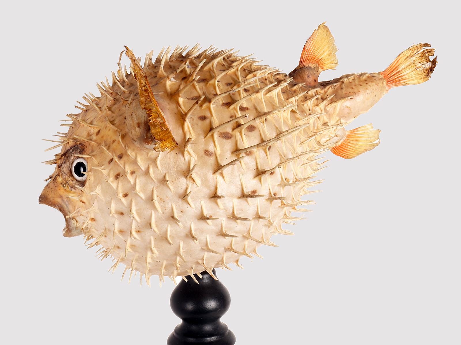 A marine specimen: the porcupine fish, Italy end of 19th century. For Sale 2