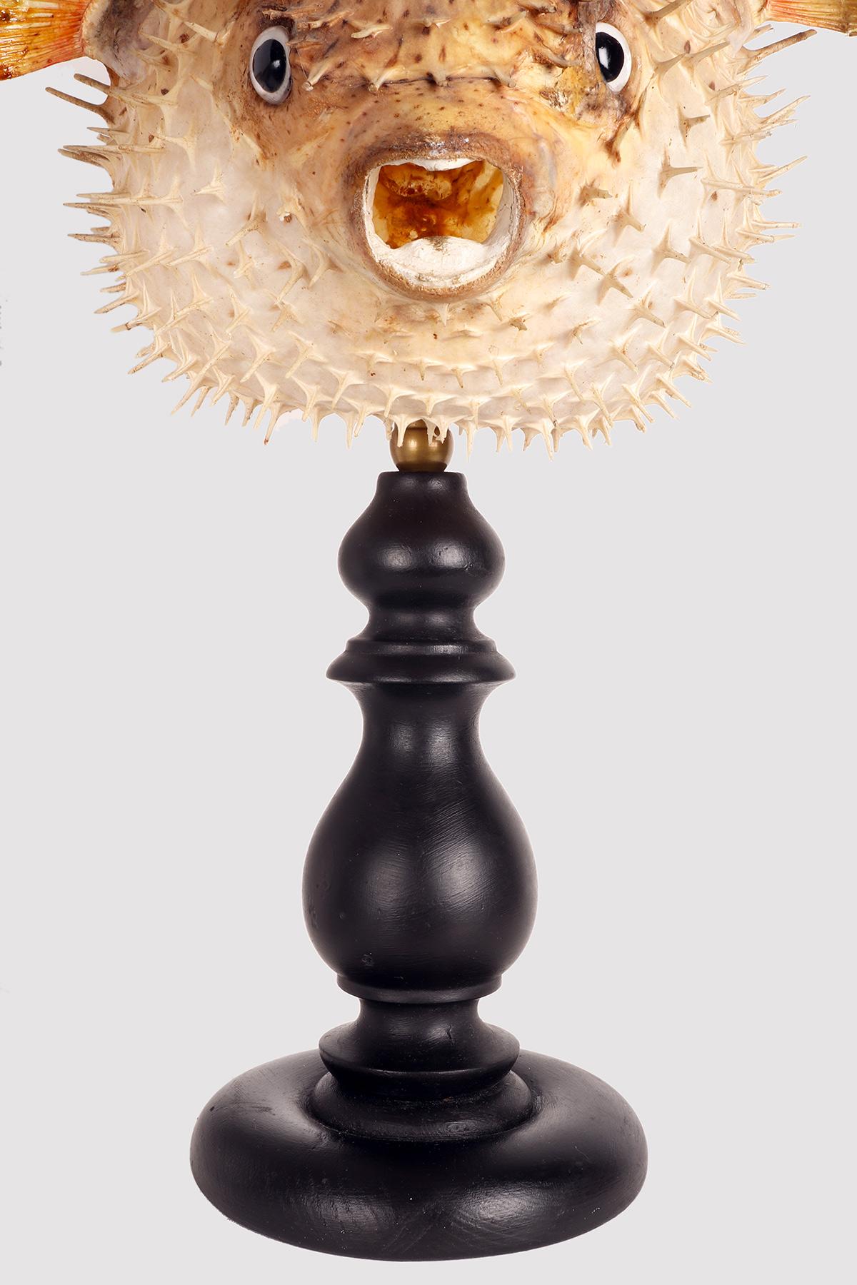 A marine specimen: the porcupine fish, Italy end of 19th century. For Sale 3