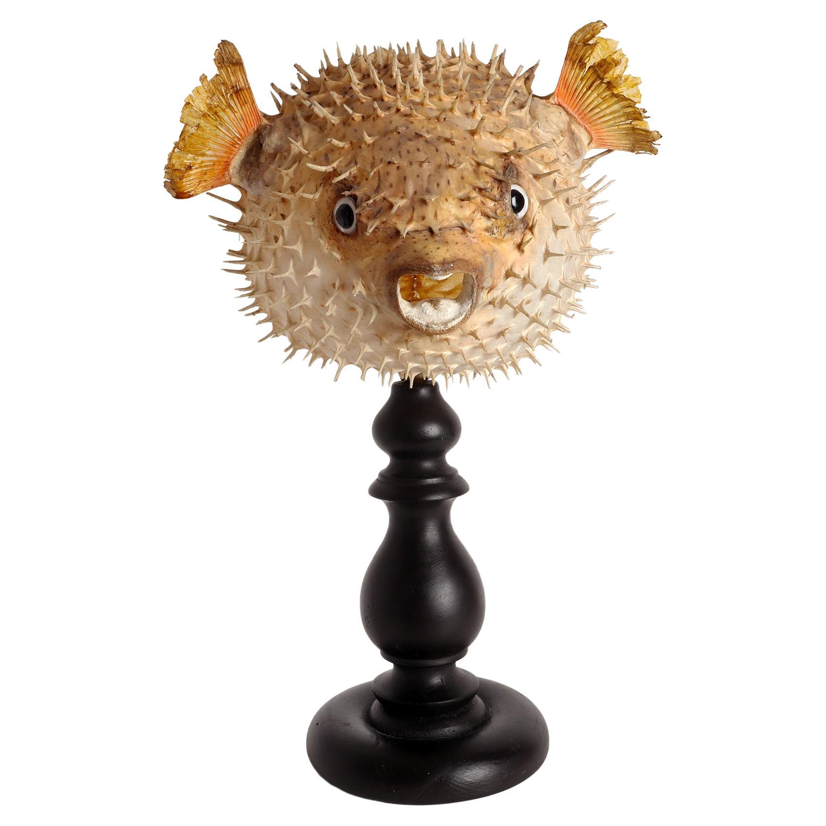 A marine specimen: the porcupine fish, Italy end of 19th century. For Sale
