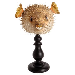 A marine specimen: the porcupine fish, Italy end of 19th century.