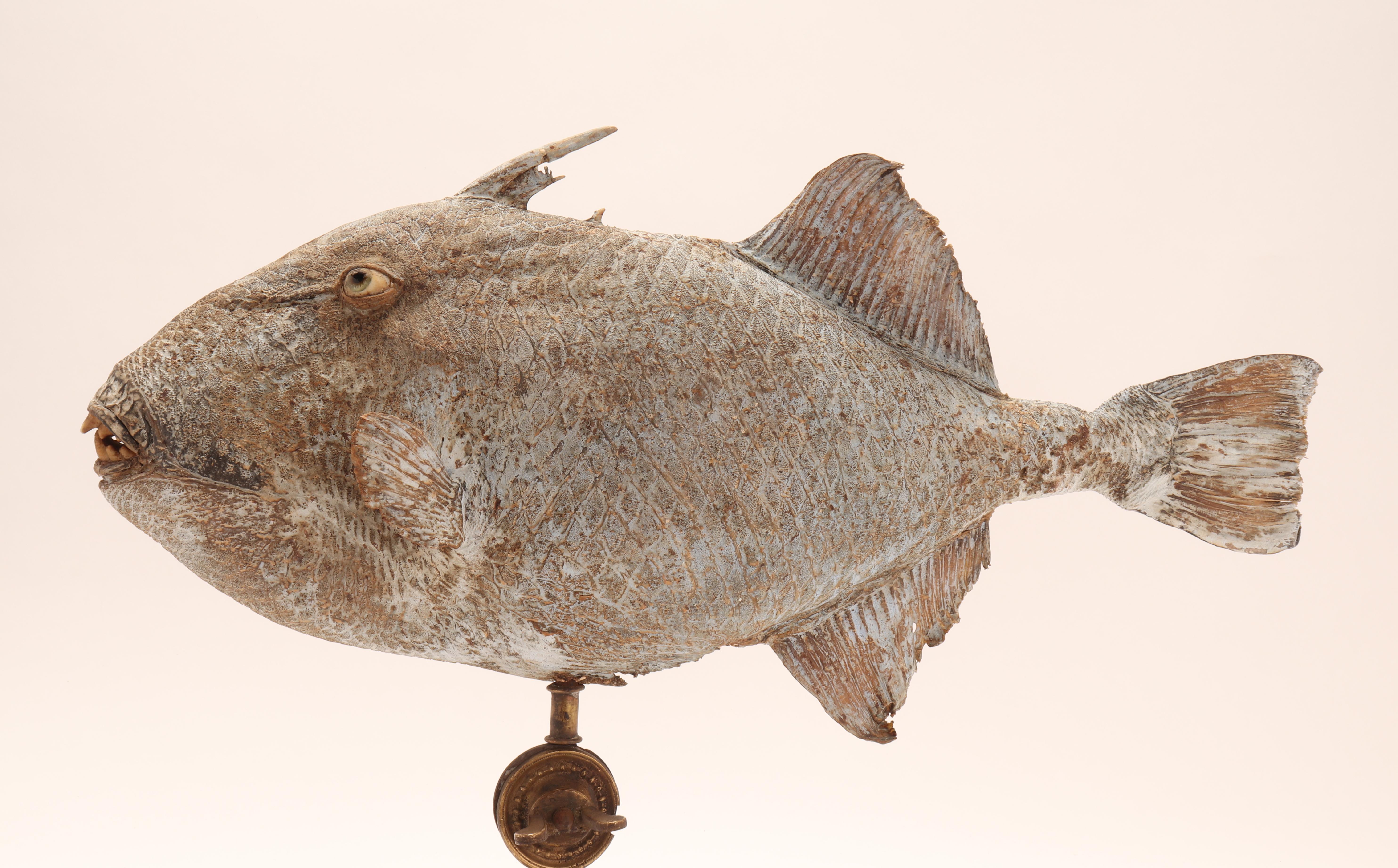 Taxidermy marine natural Wunderkammer specimen, embalmed trigger fish. The Specimen is stuffed and mounted over a laquered wooden base gray color. Sulphur glass eyes. Italy 1870 ca.