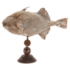 Un pez gatillo de espécimen marino, Italia 1870
