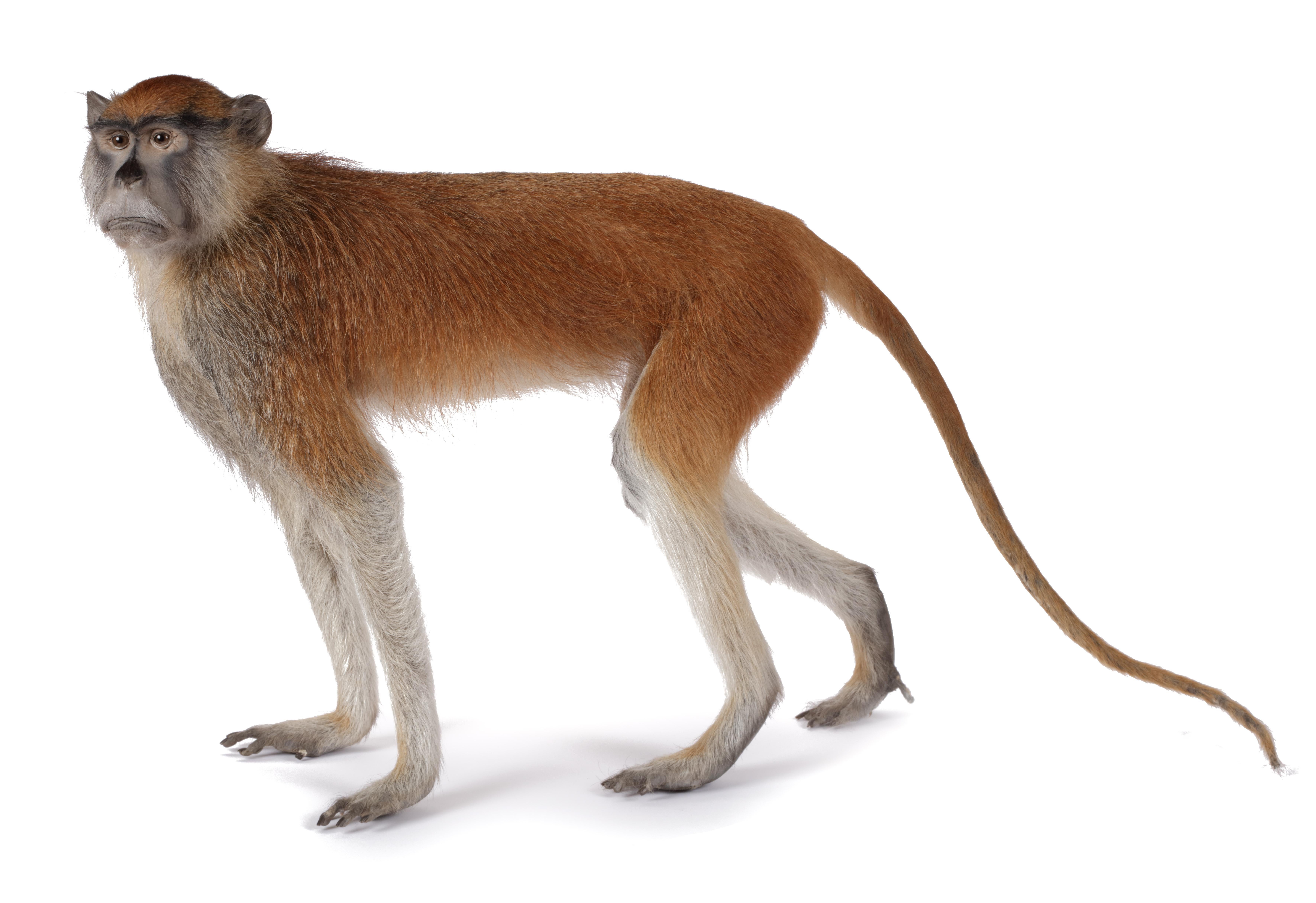 A taxidermy red patas or hussar monkey (Erythrocebus patas)

Mid 20th century, including CITES

H. approx. 40 cm

Provenance:
Private collection, the Netherlands


The patas monkey lives in multi-female groups of up to 60 individuals.