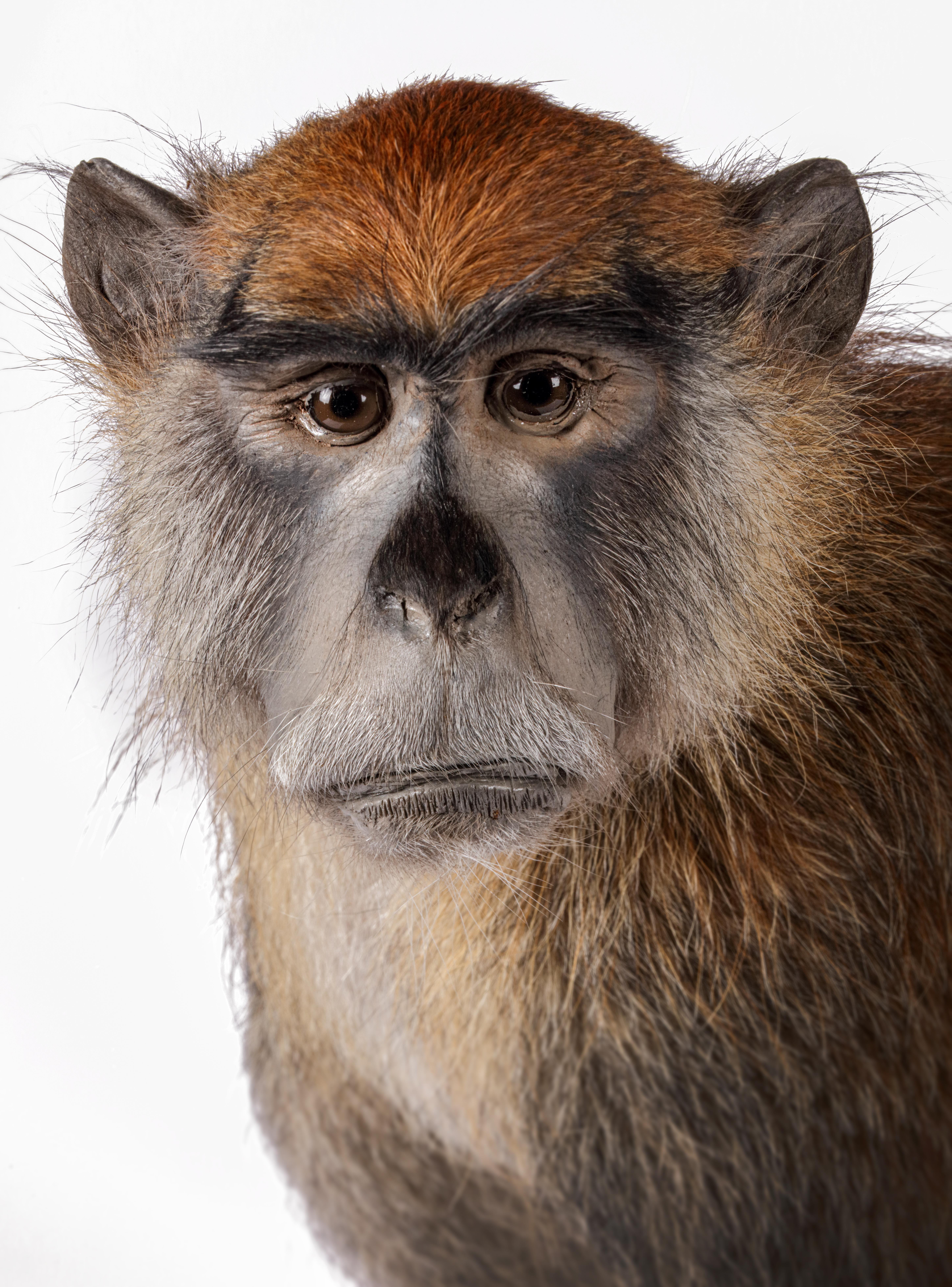 patas monkey for sale