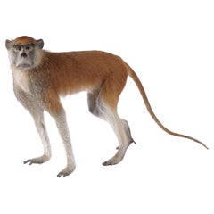 Marvelous High-Quality Taxidermy Red Patas or Hussar Monkey