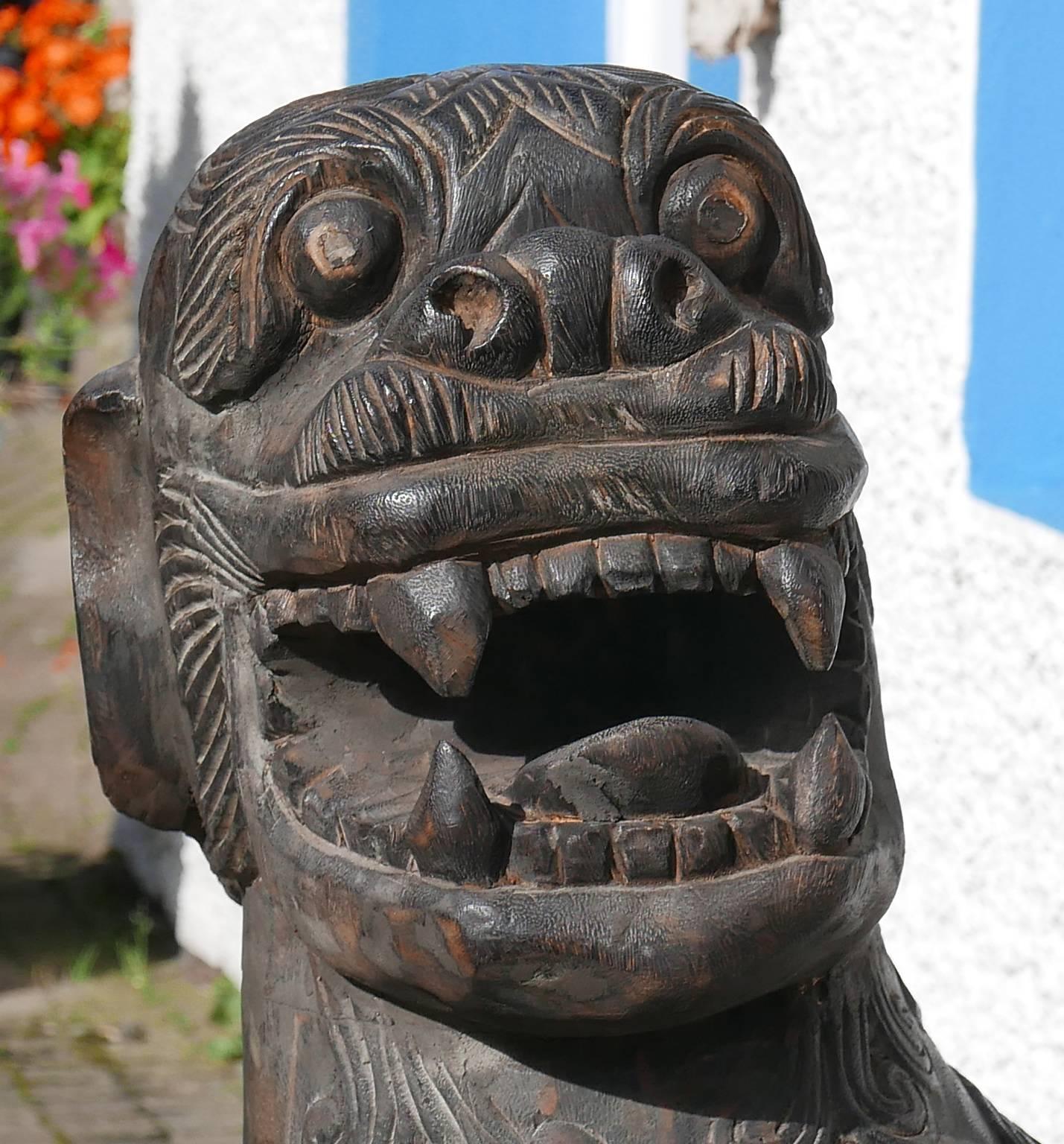 A massive and fierce Chinese dense hardwood statue of foo dog, 19th century. Extremely well carved and in very good condition for its age. Most probably, it was one of a pair guarding either a substantial property or a temple. Would make a splendid