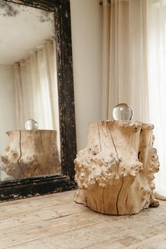 a massive root chestnut treetrunk