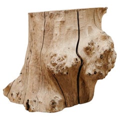a massive root chestnut treetrunk  