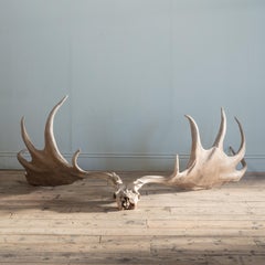 Monumental Pair of Elk Antlers