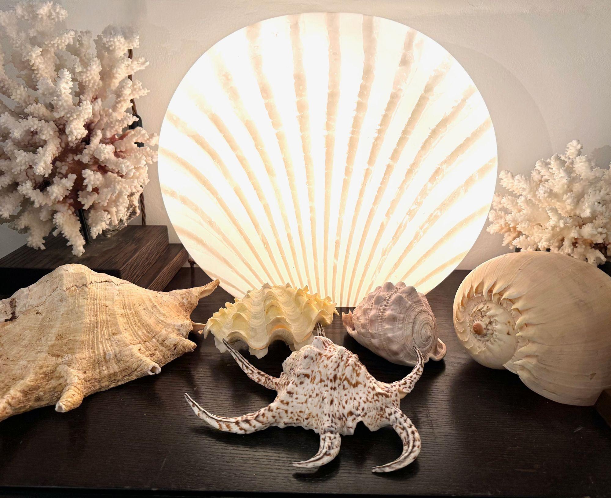 A Murano glass shell lamp by Peill and Putzler with orignal label, single fitting inside, rewired with new fittings, antique black cord flex and PAT tested.