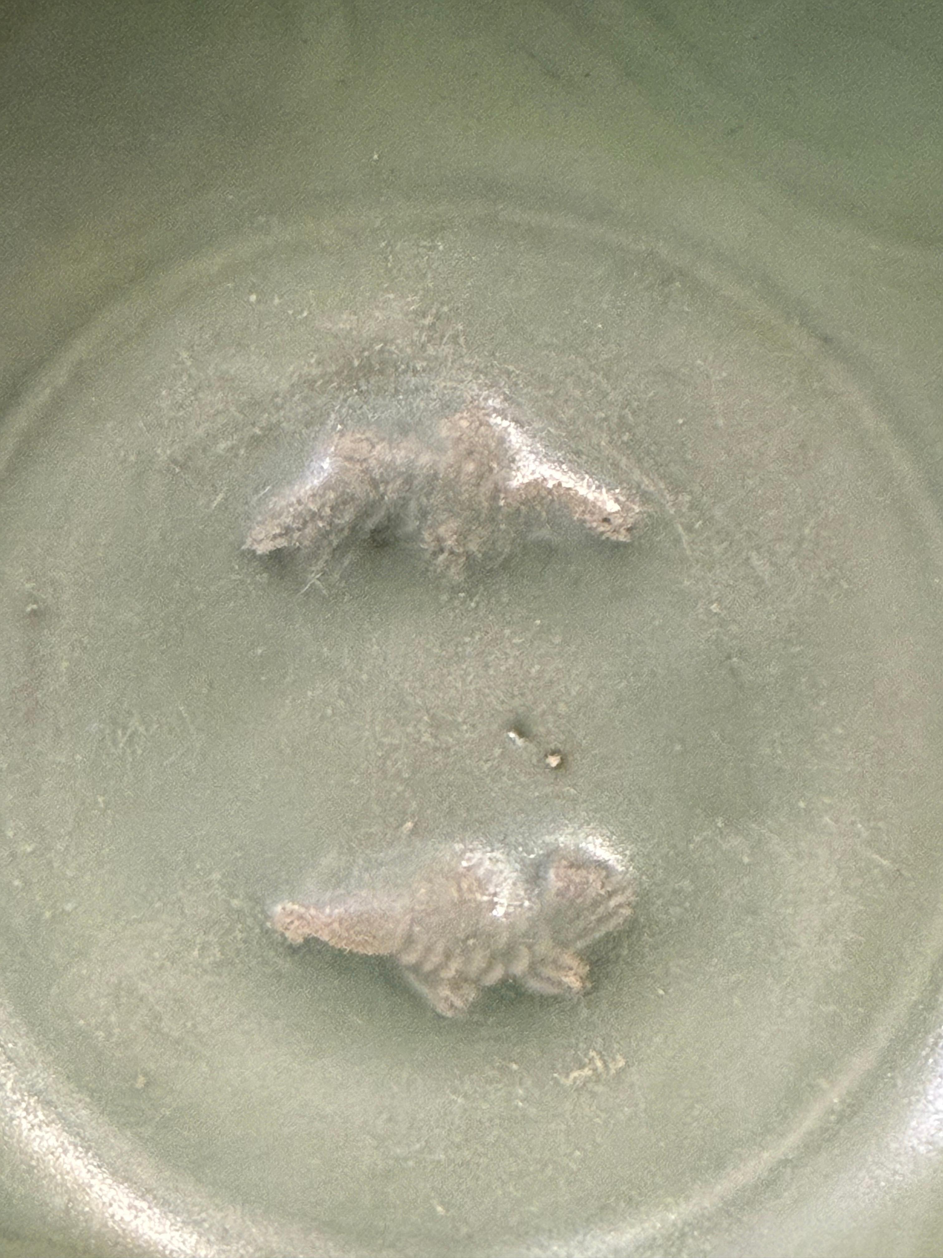 A Museum Quality Chinese Longquan Twin Fish Celadon Glazed Bowl, Song Dynasty In Good Condition For Sale In ARMADALE, VIC